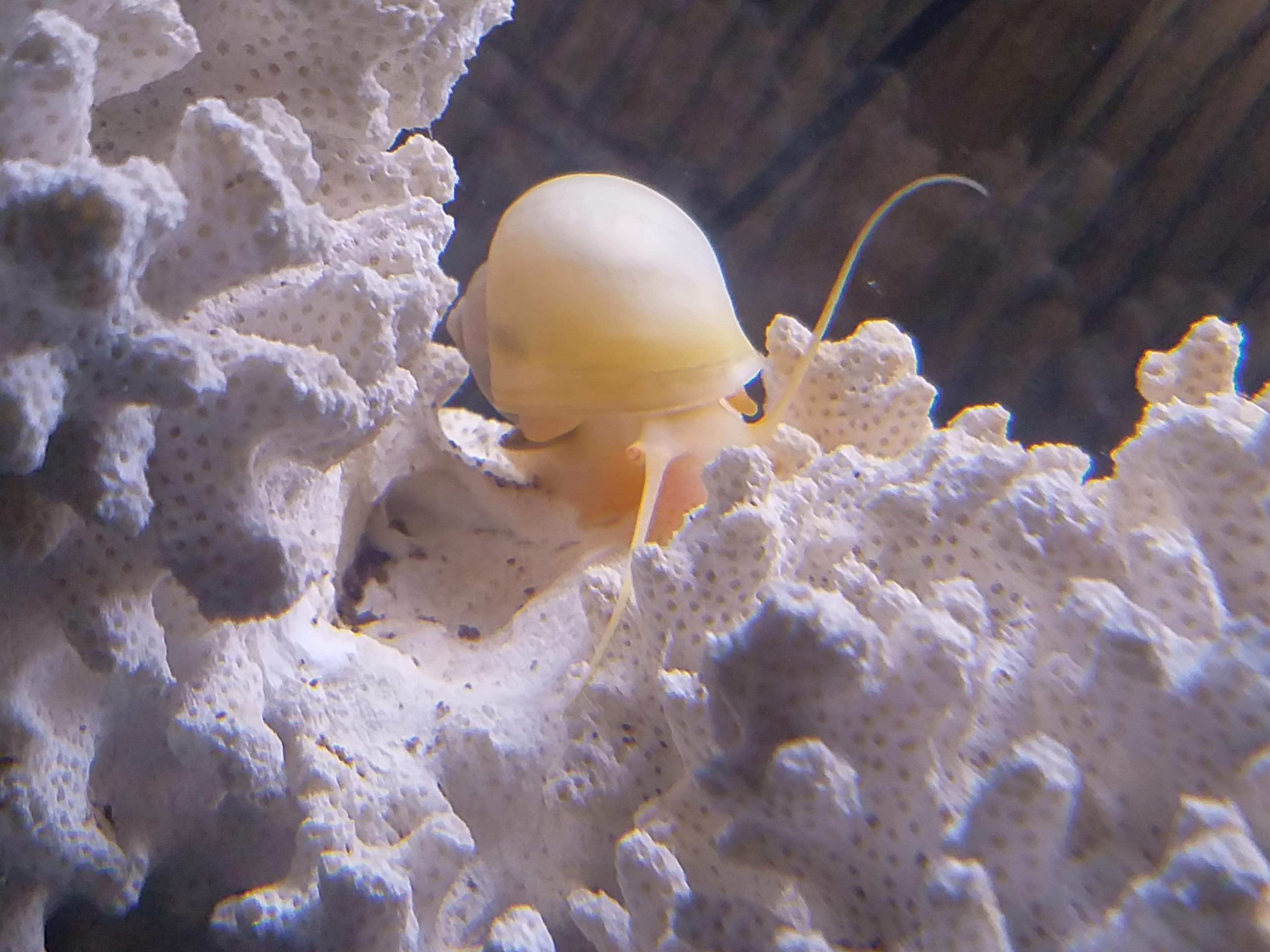 Dead Coral is an excellent source of calcium! And looks in an