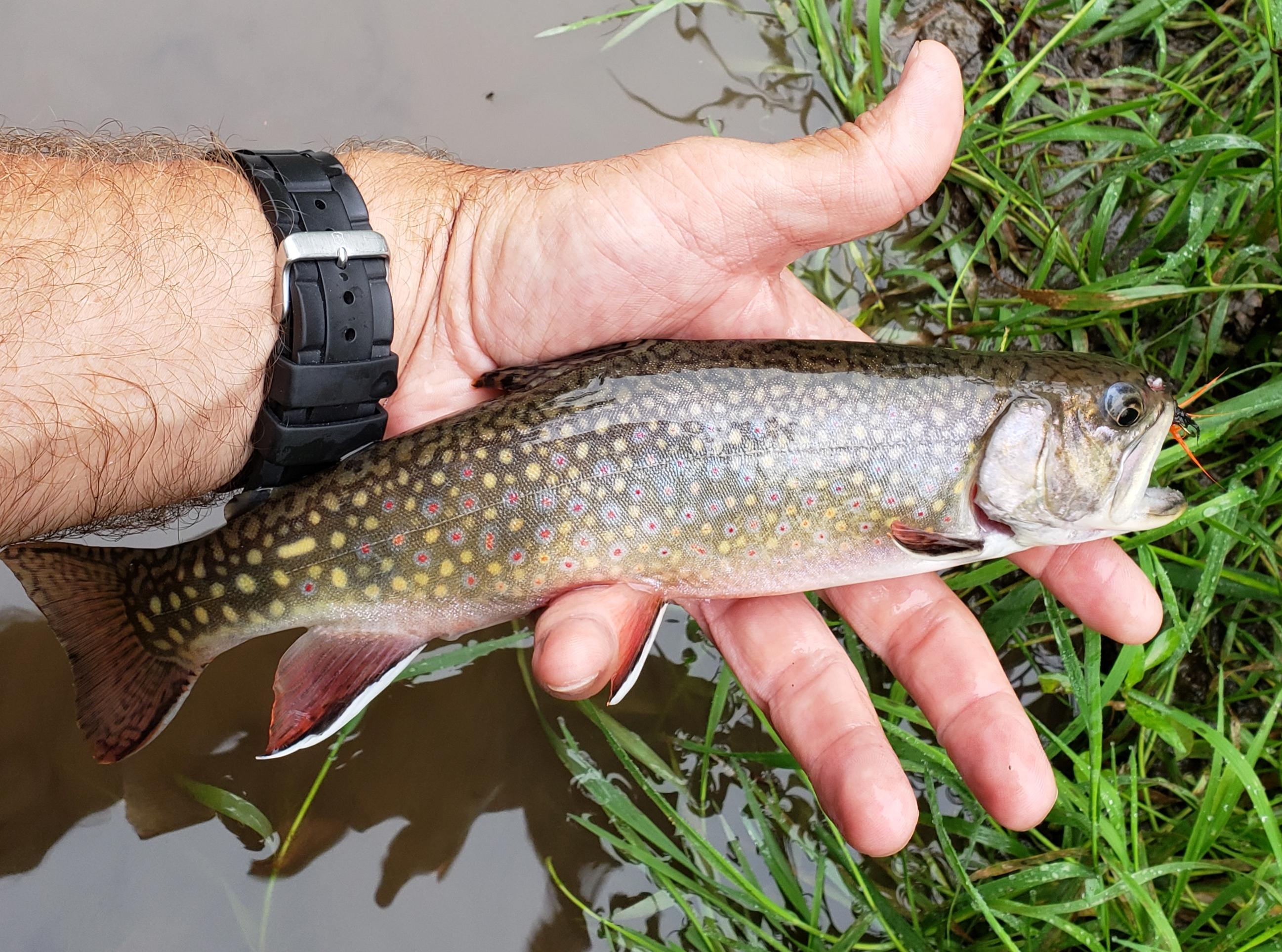 Wild Iowa brook trout with stunning colors r/pics