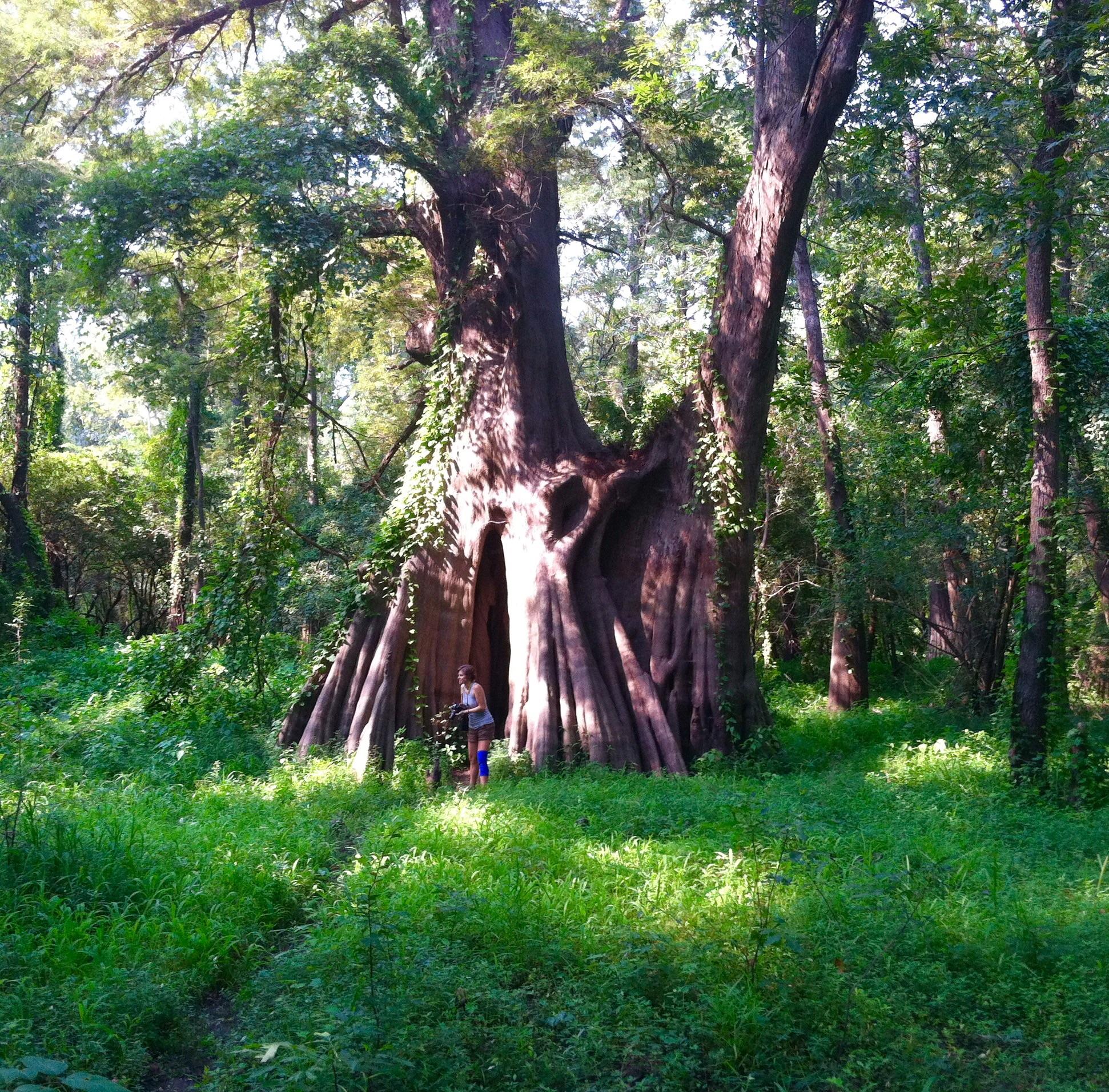 World's largest bald cypress (17 ft diameter) at the Cat Island
