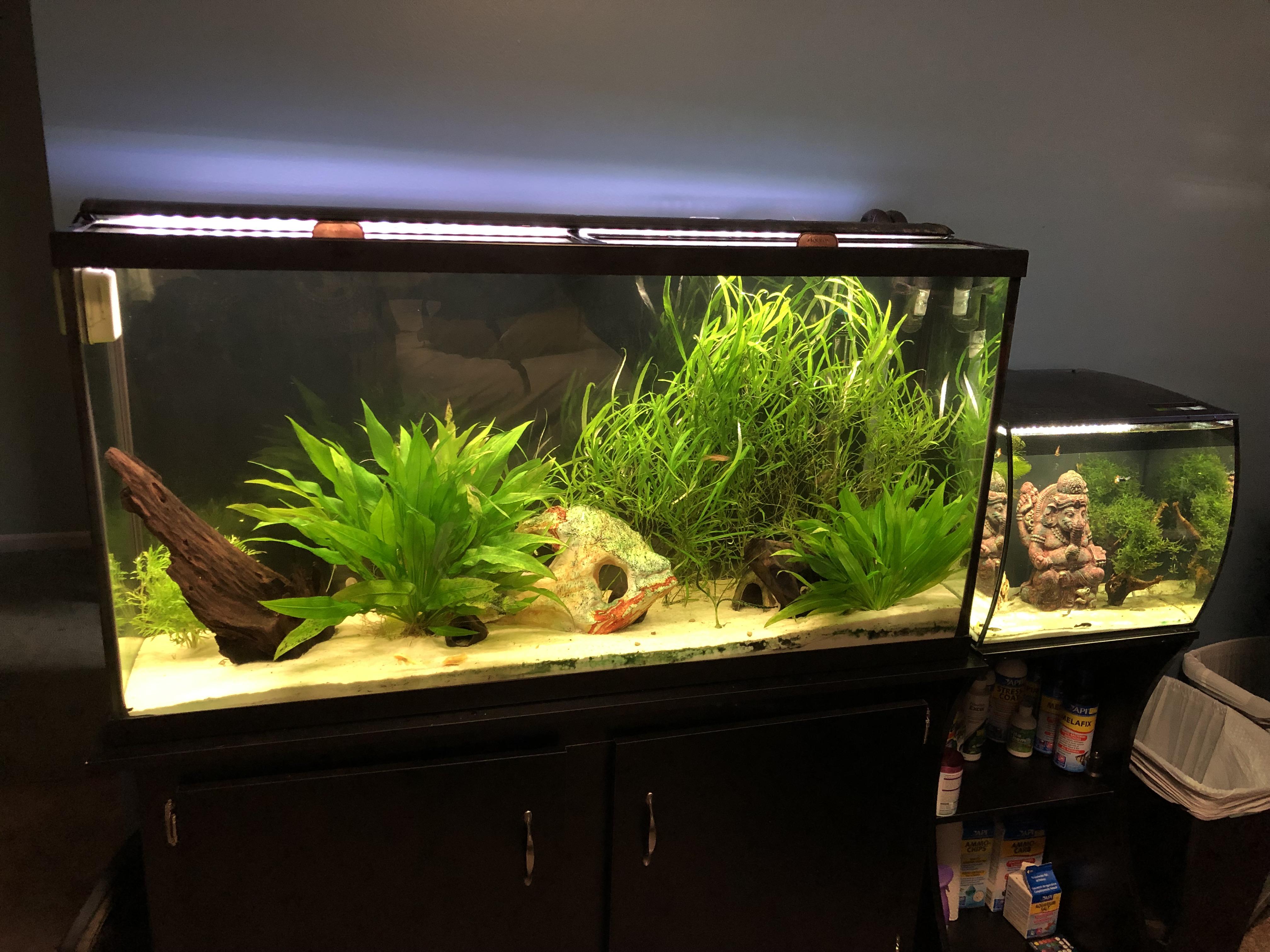 My fish always know when to hide r/Aquariums