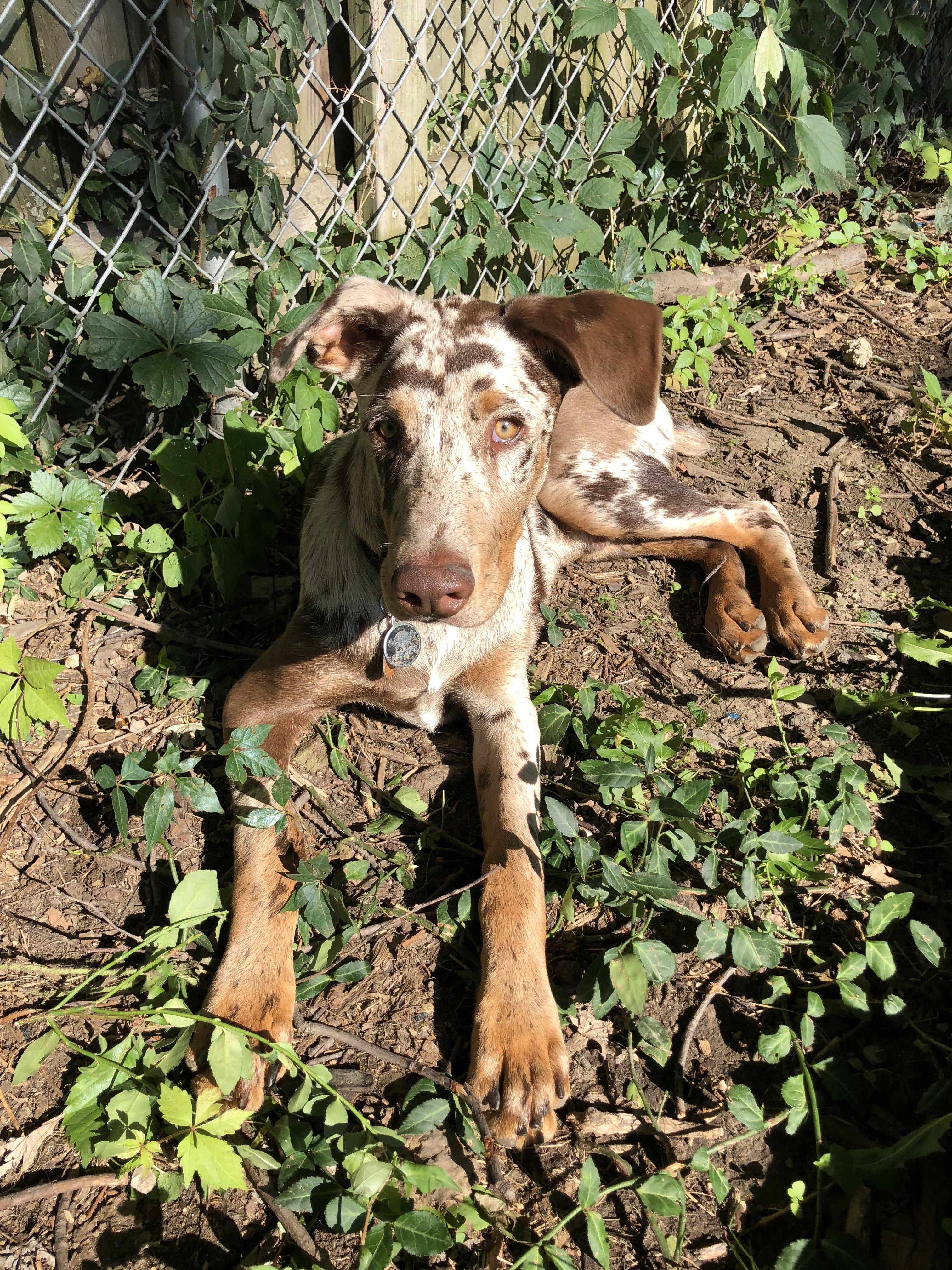 I just found this sub. Meet Ranga. He’s a 5 month old
