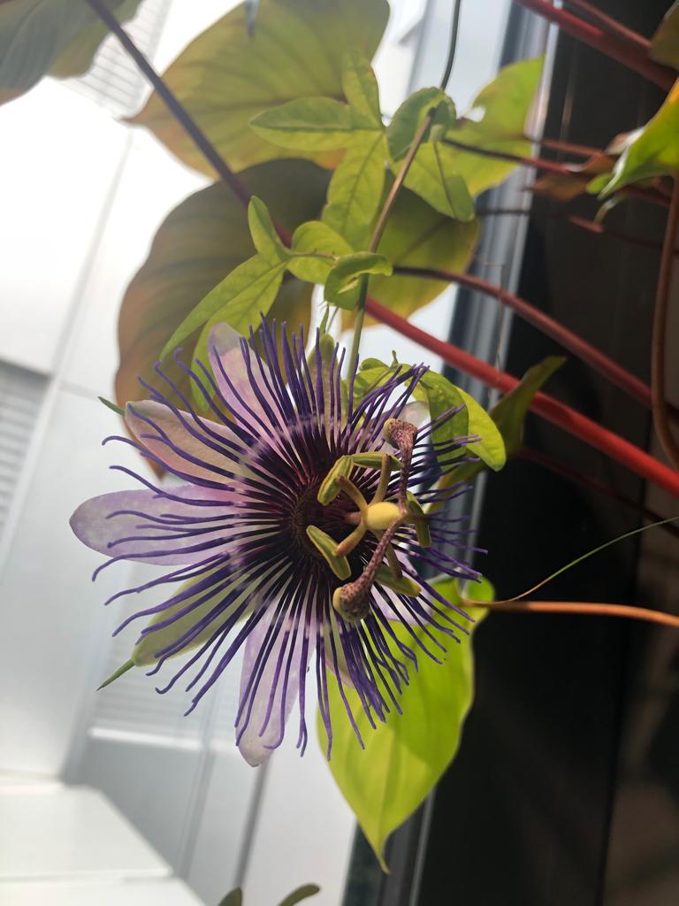 Passion Flower blooming in Plantwall BotanicalPorn