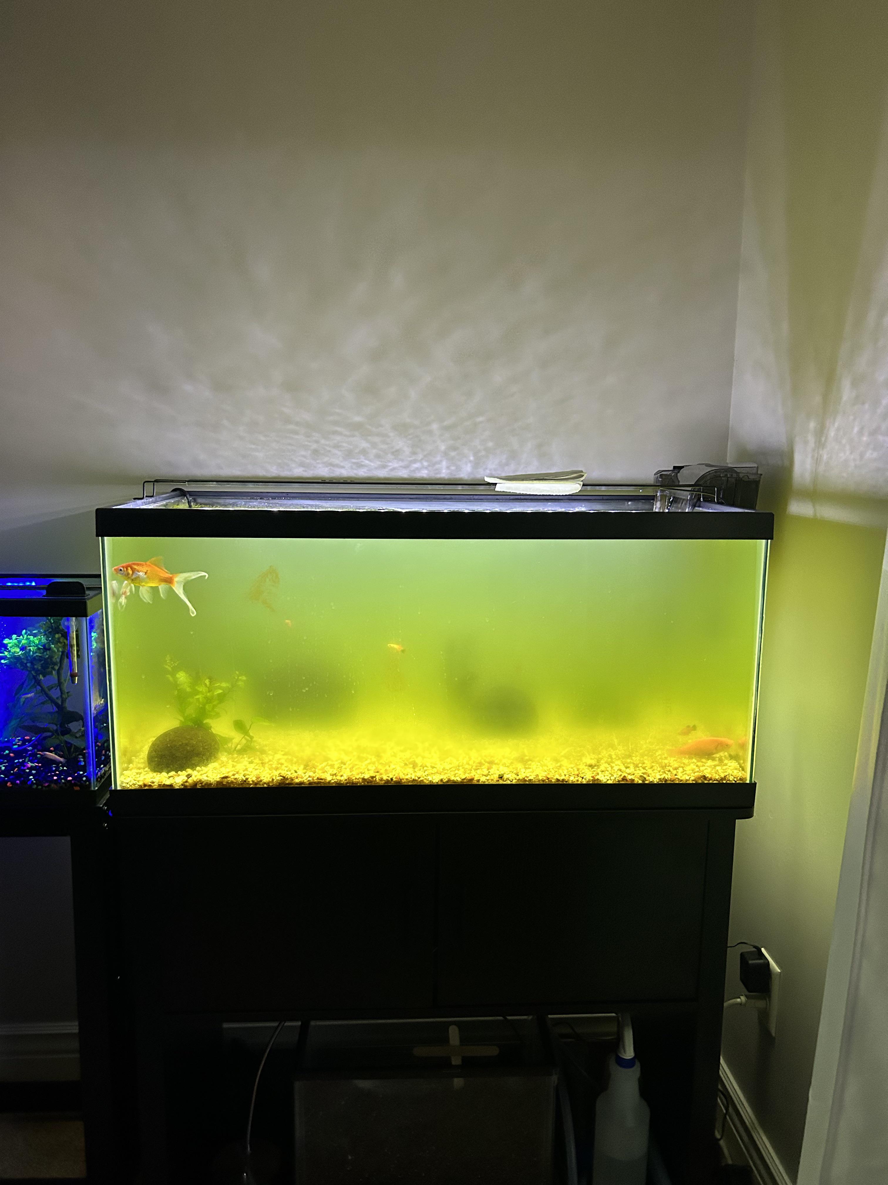 need help! water greener than ever after 2 weeks after a water change