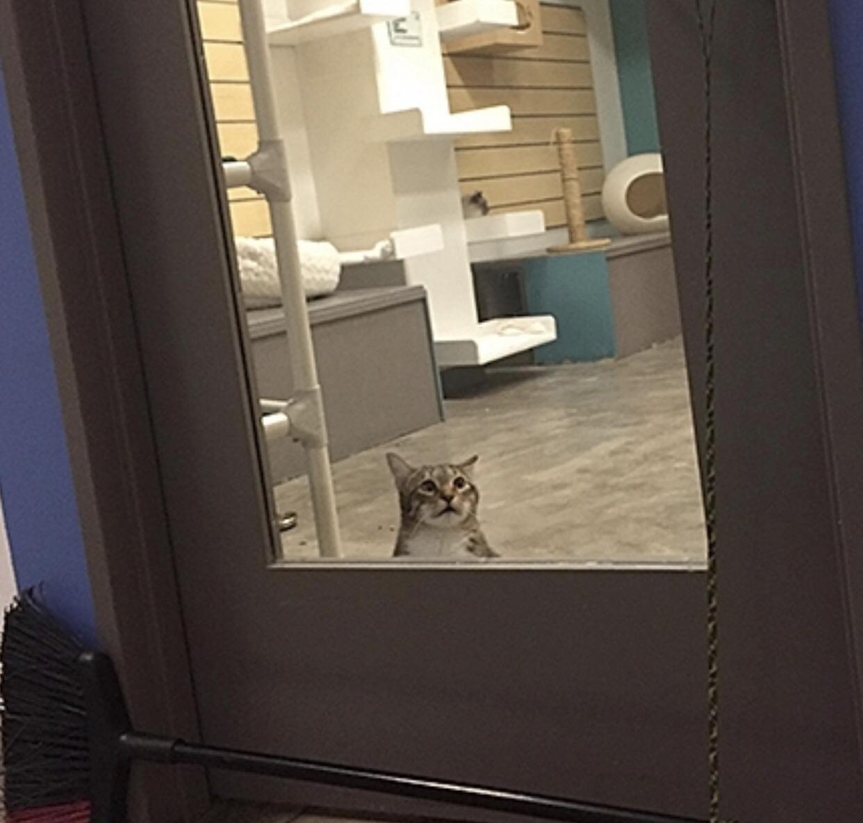 This cat was put on solitary confinement at a shelter because it would