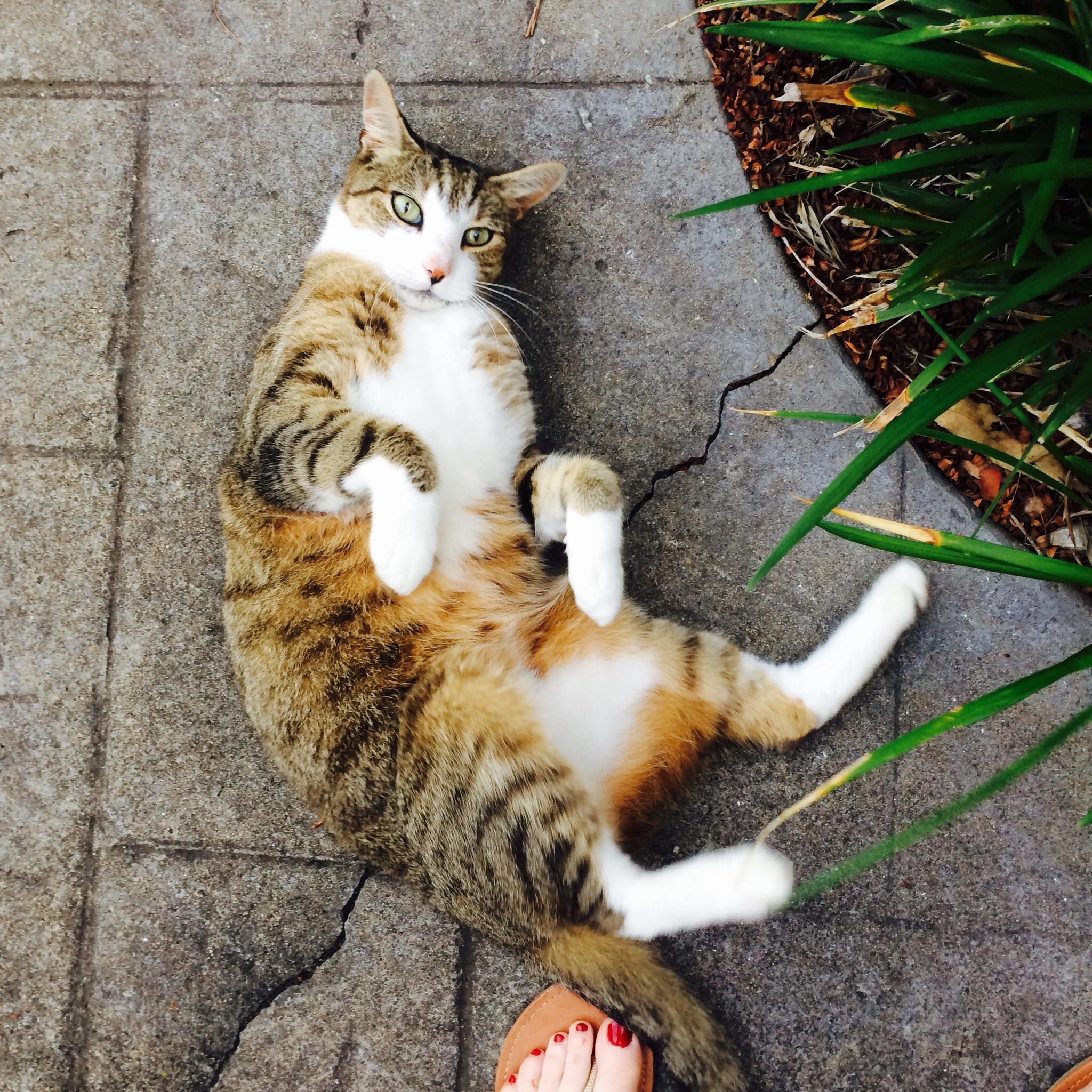 My girlfriends cat has a tiny head r/aww