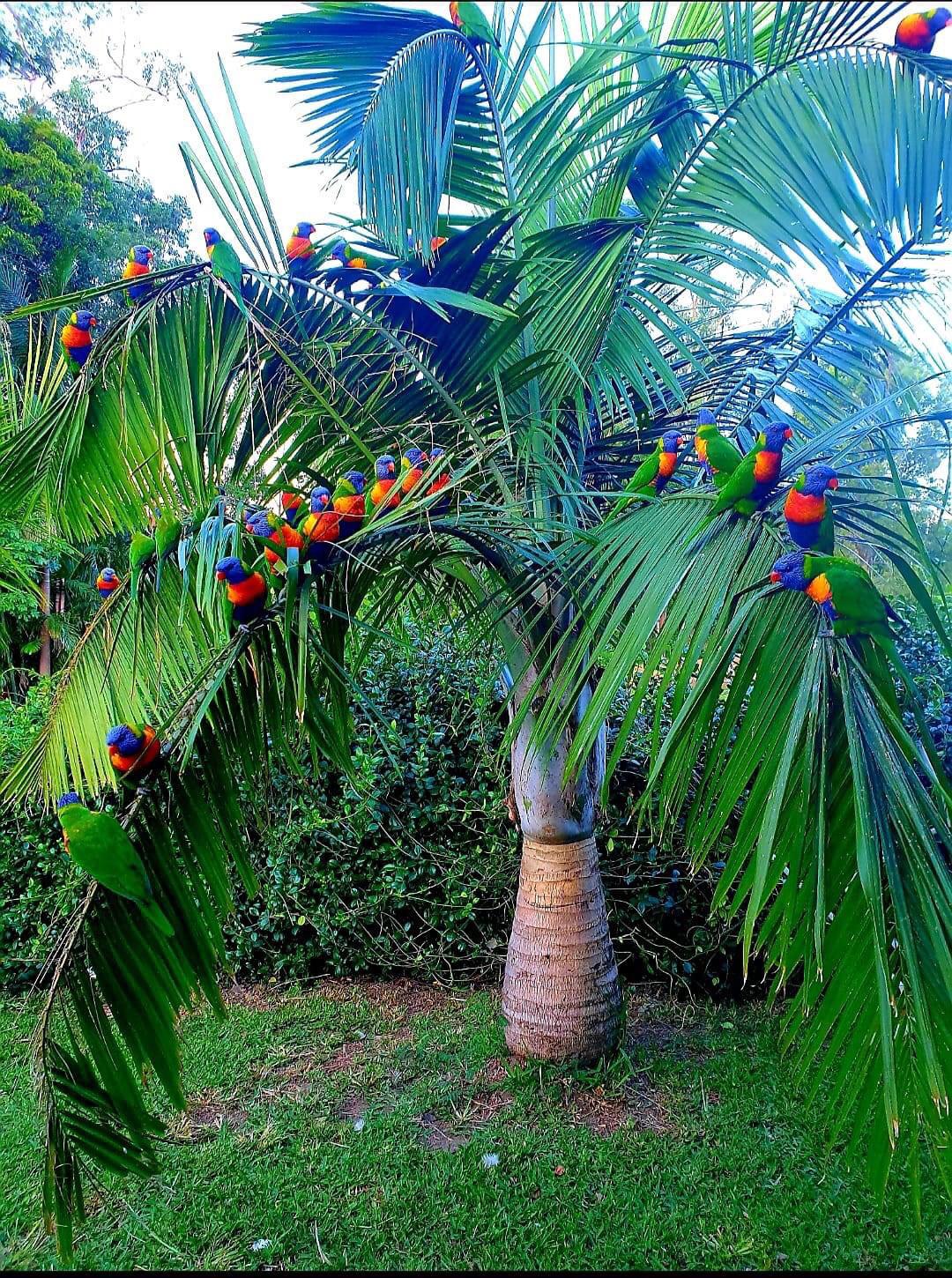 Beautiful Rainbowlorikeets in our palm tree, Australia 🇦🇺 birding
