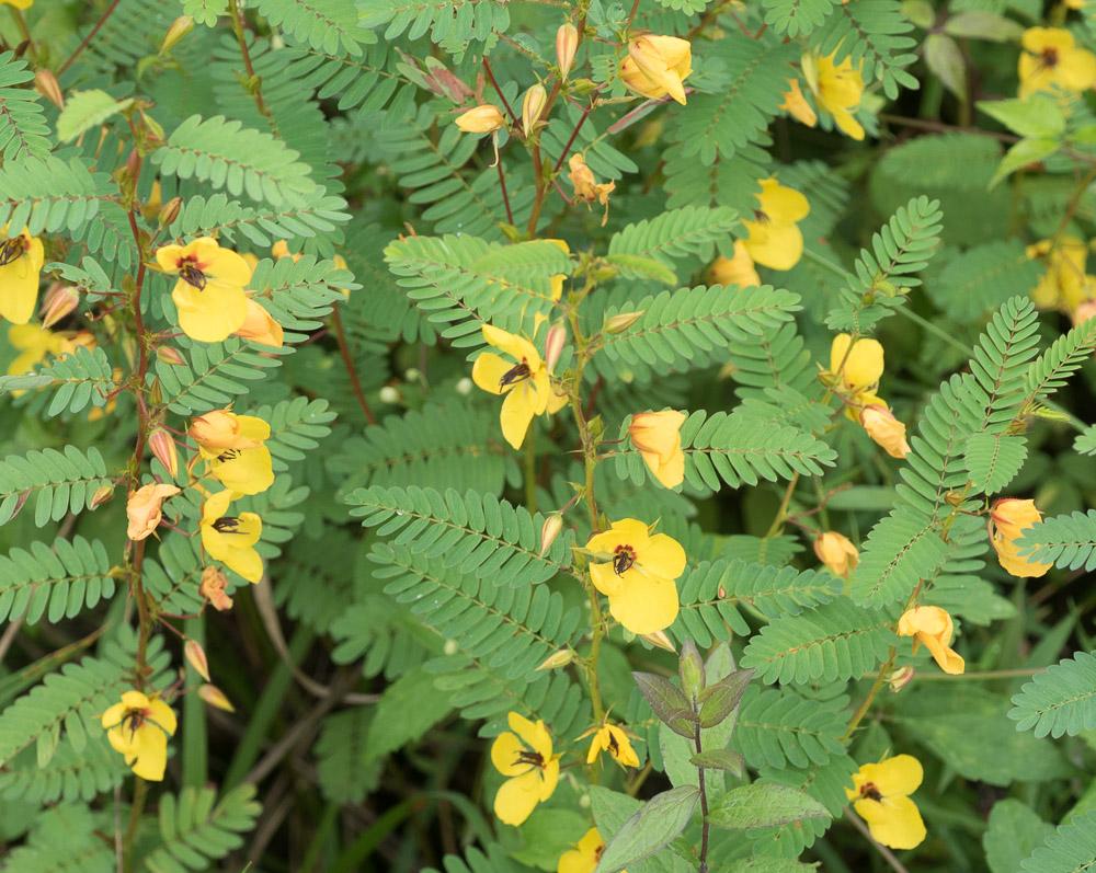[Western North Carolina] [wild] Growing along trails and road around