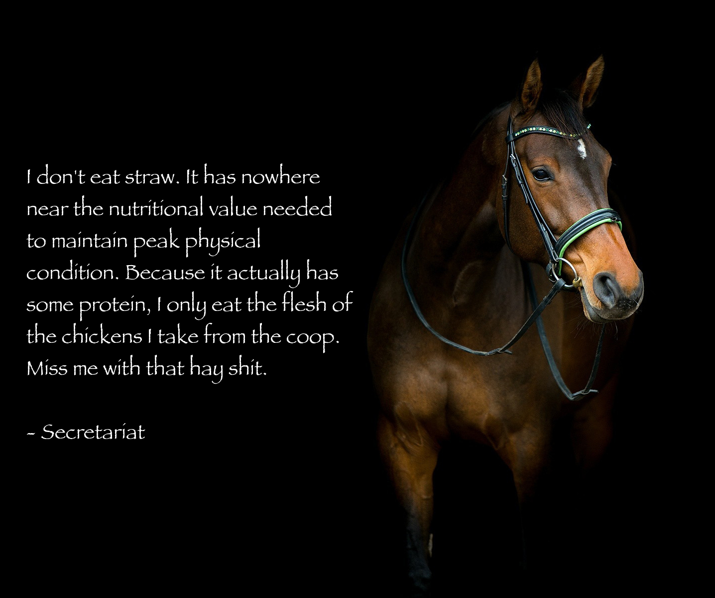 Straight from the horse's mouth r/dankmemes