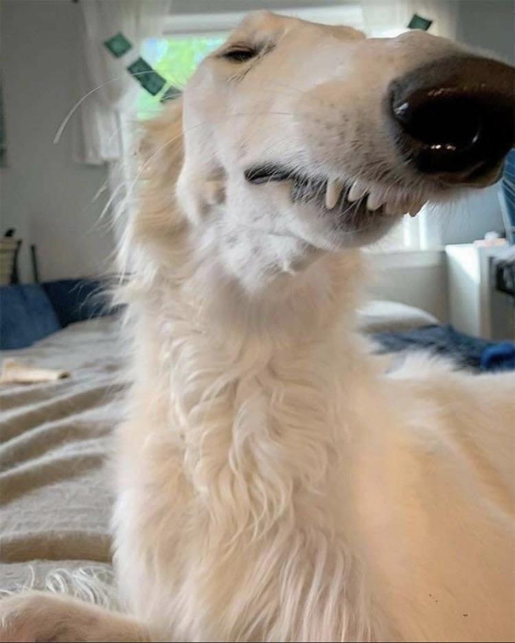 Meet Eris. The dog with an unusually long nose! r/AnimalsBeingDerps