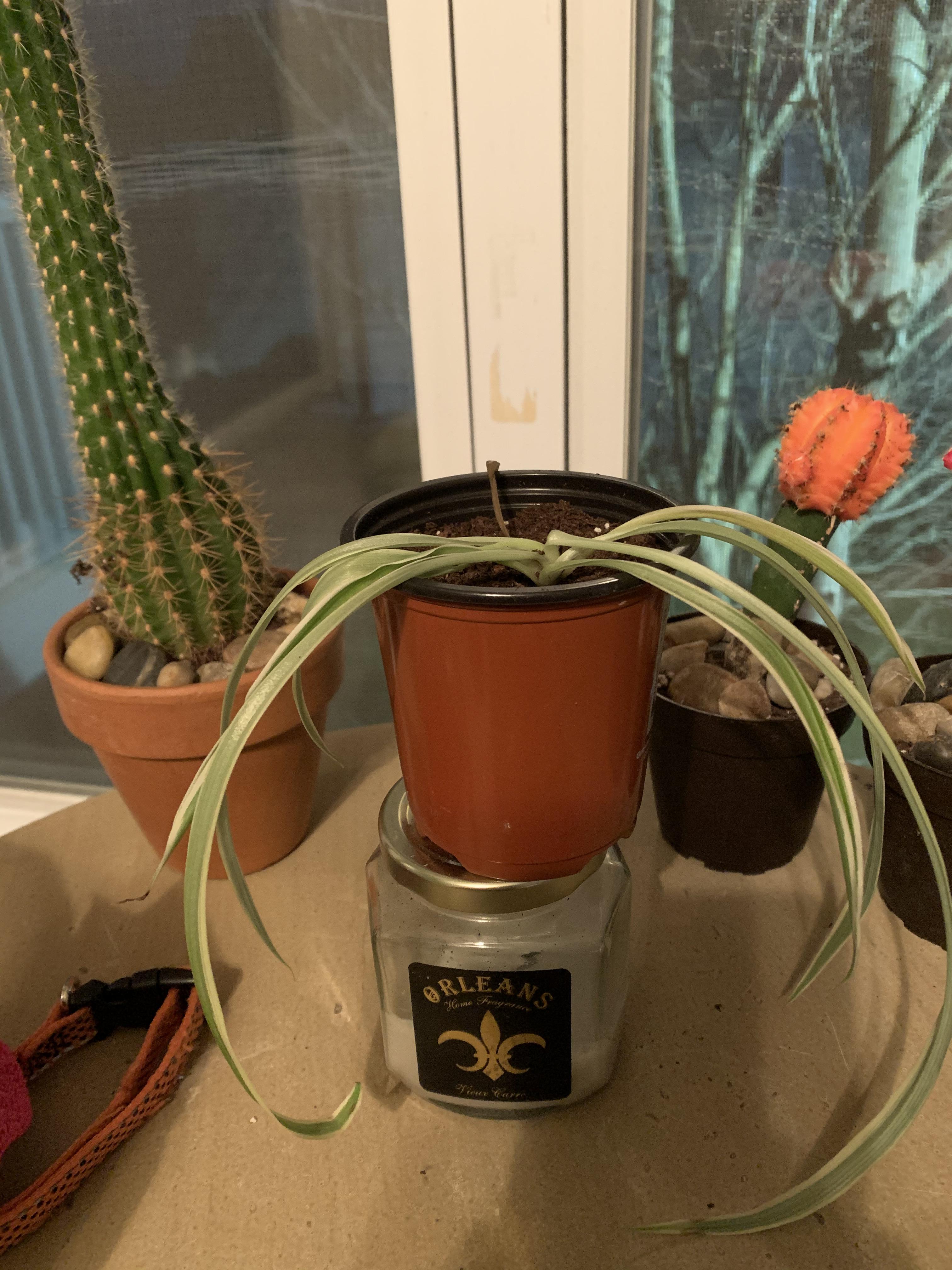 Very sad spider plant. Both the original plant and the one this came