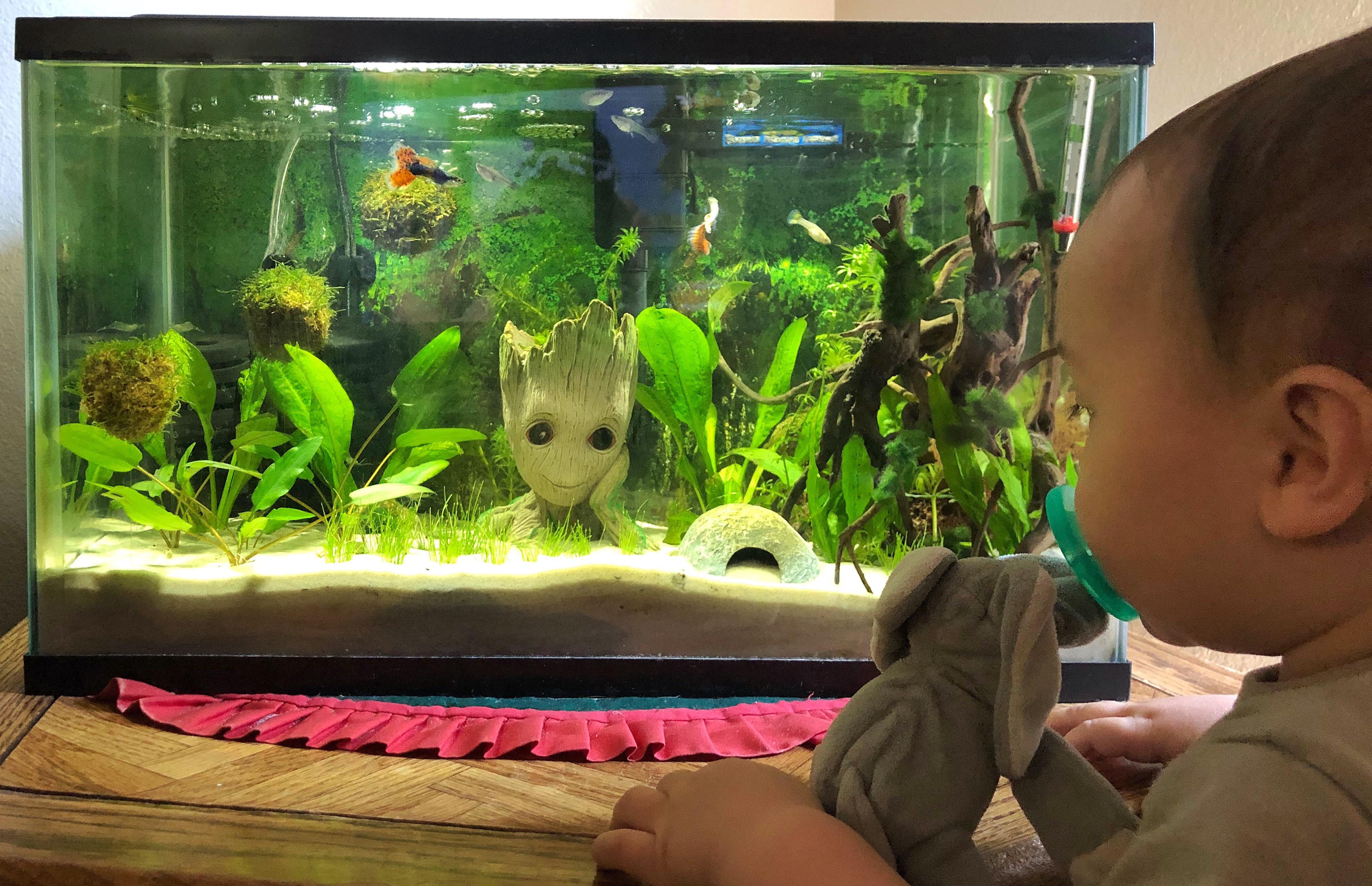Baby mesmerized by the Groot Aquarium r/PlantedTank