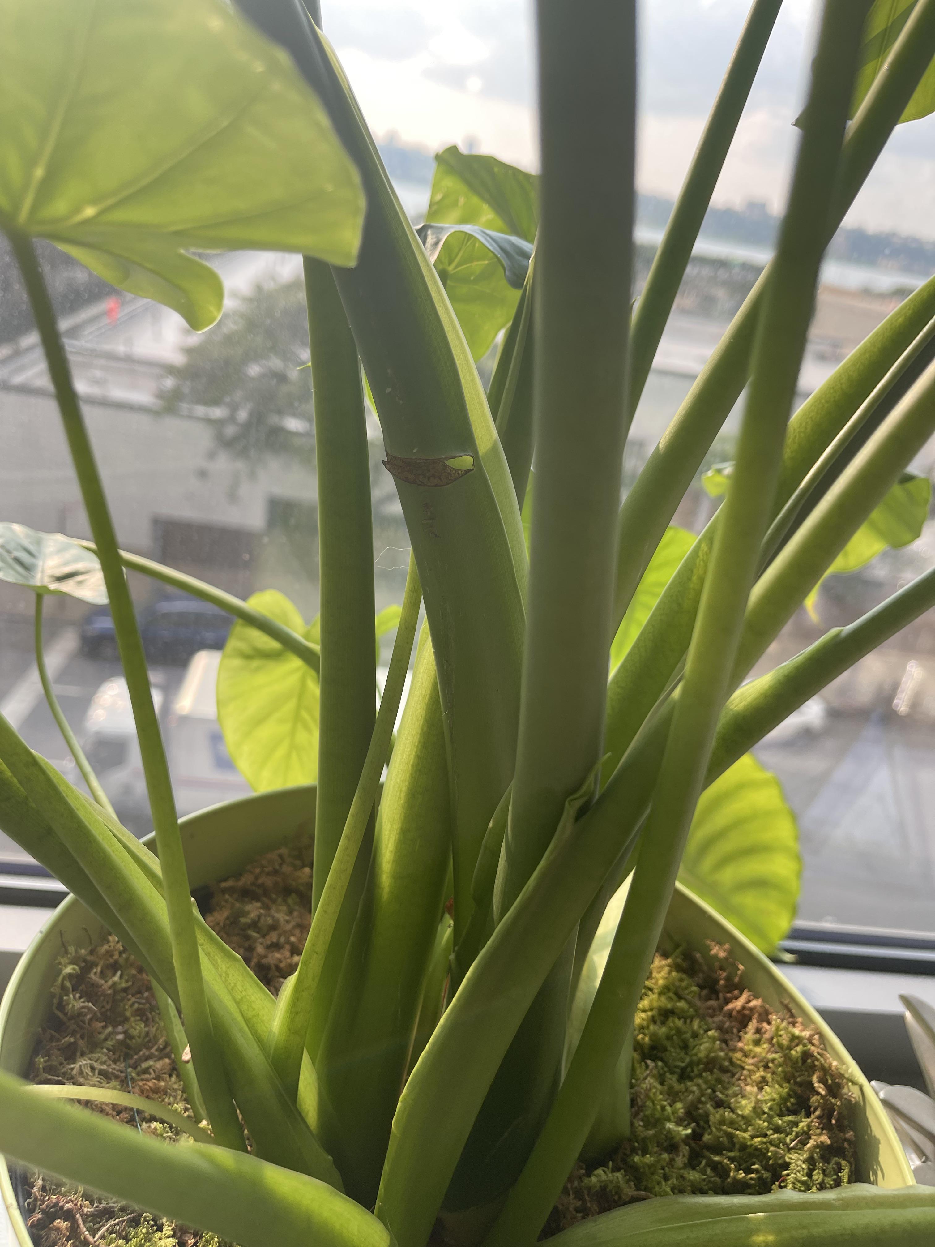 Hi all! I bought my first plant and my dog bit it while I was on a work