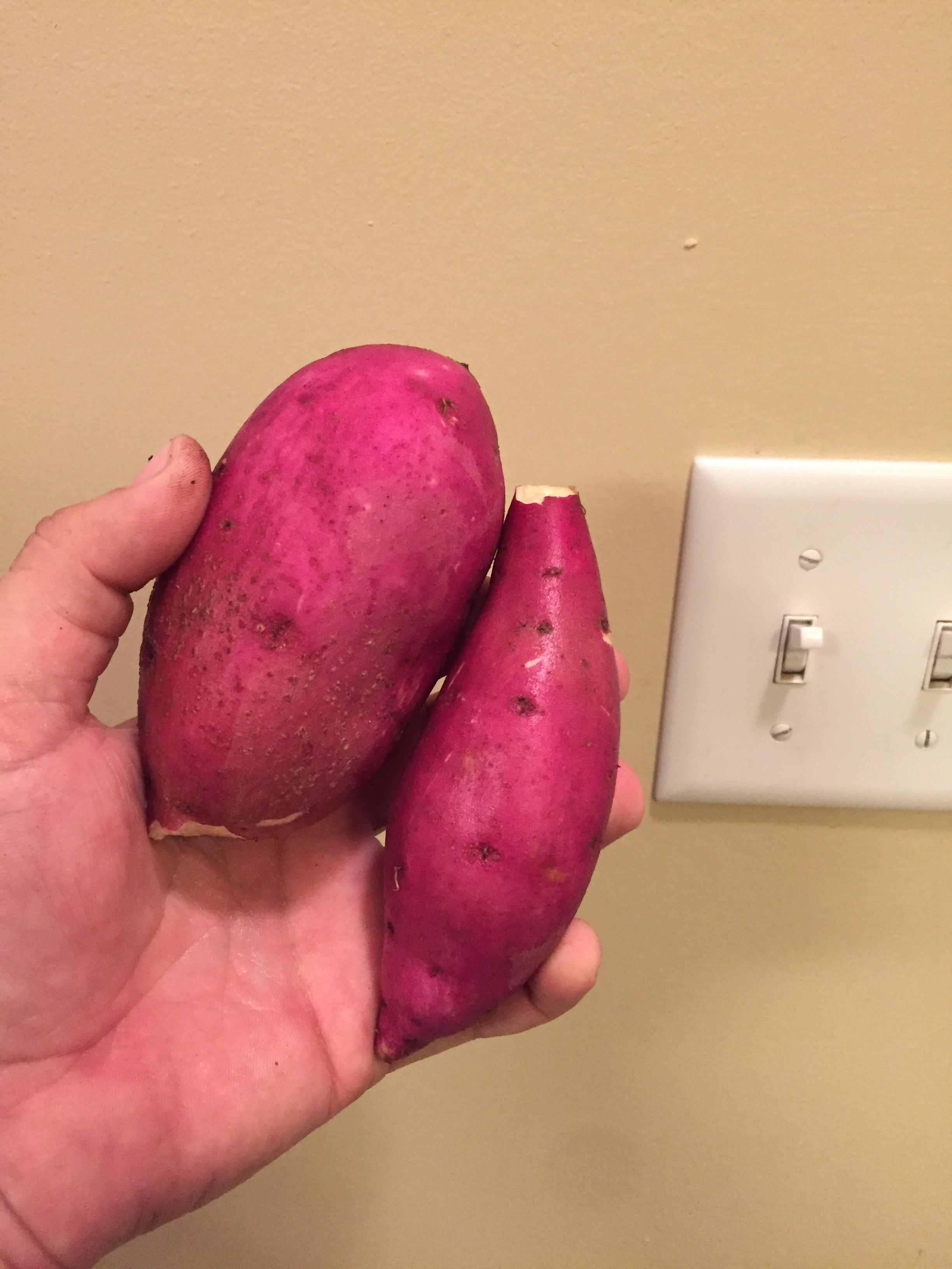 This is an unaltered picture of the Japanese sweet potatoes I’ve been