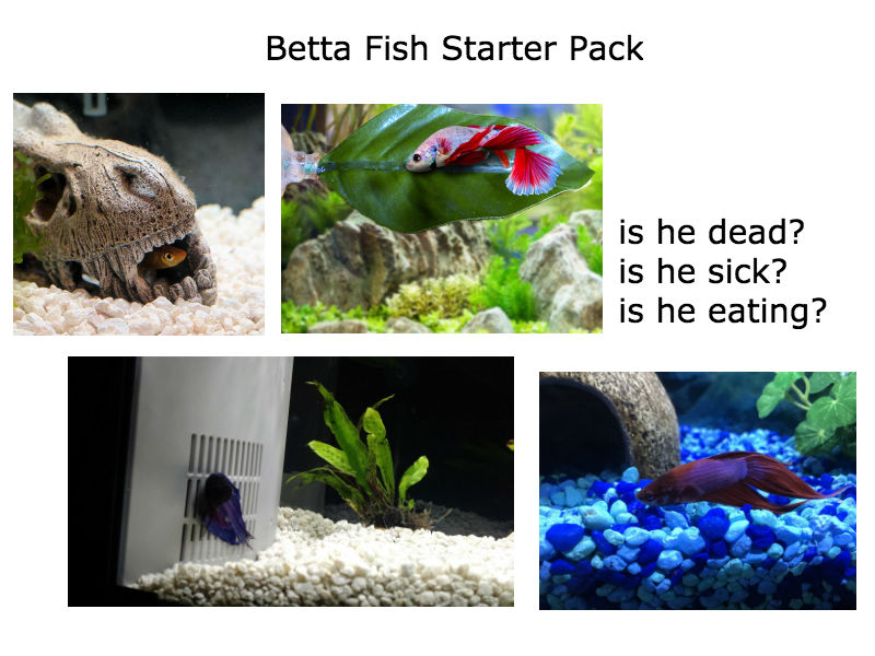 The "Betta Fish" Starter Pack r/starterpacks