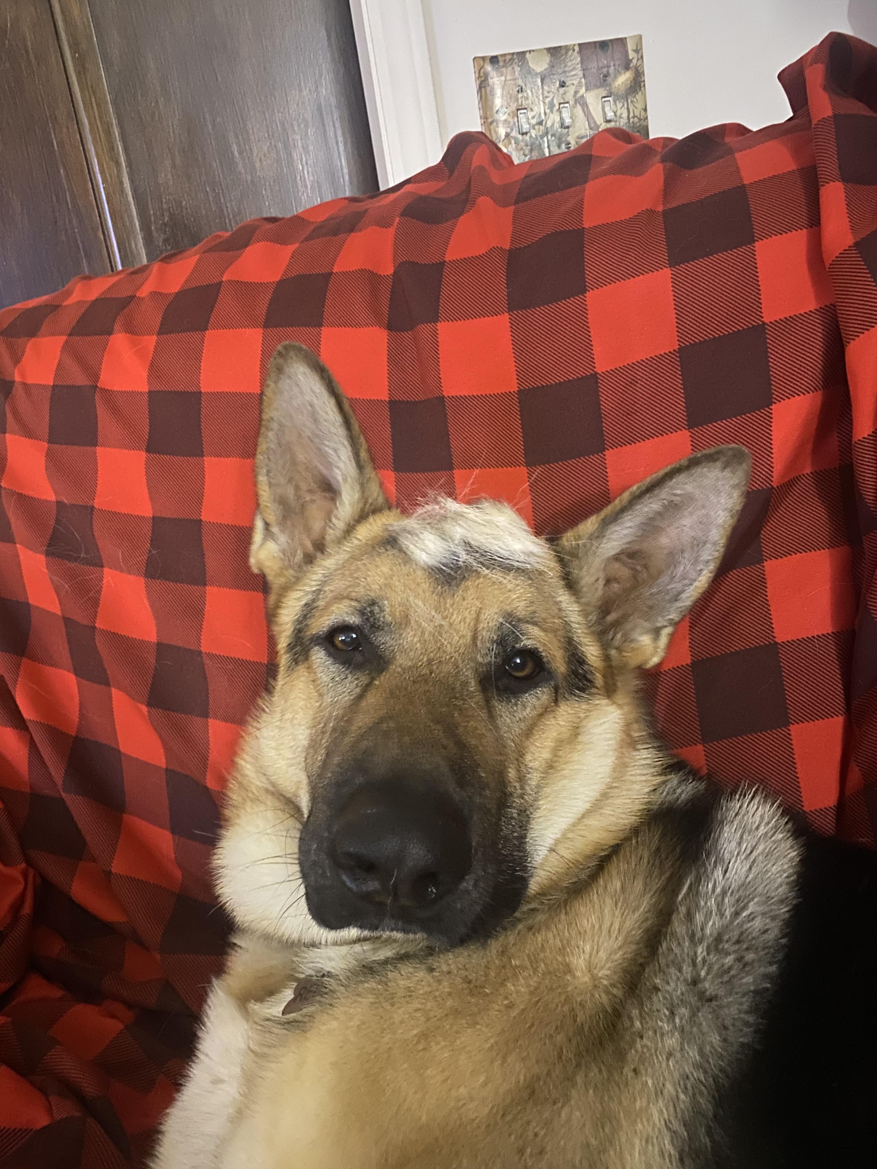 When Do German Shepherds Shed Their Winter Coat