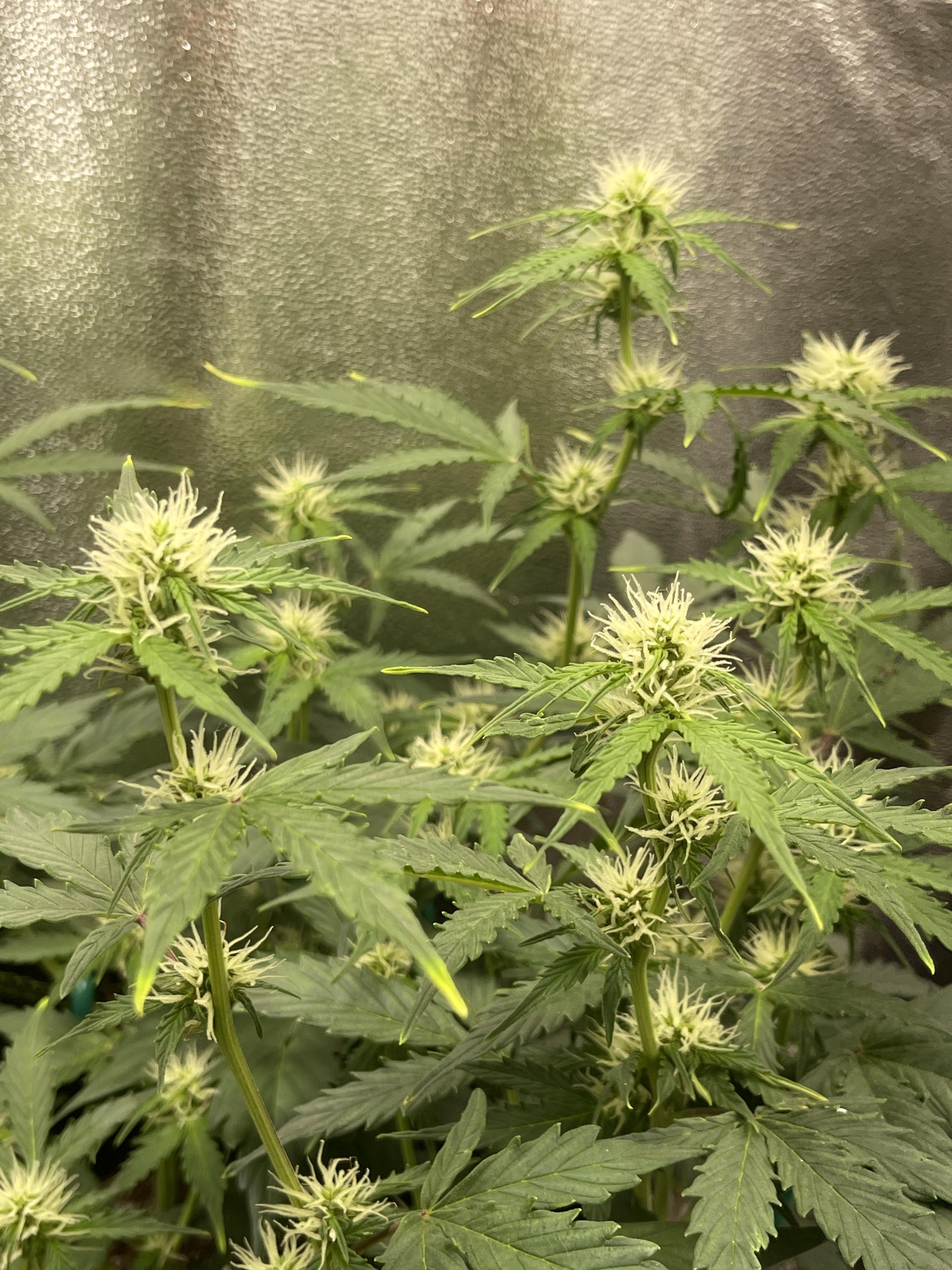 Why are my buds so small? Week 23 of Autoflower flower r/microgrowery