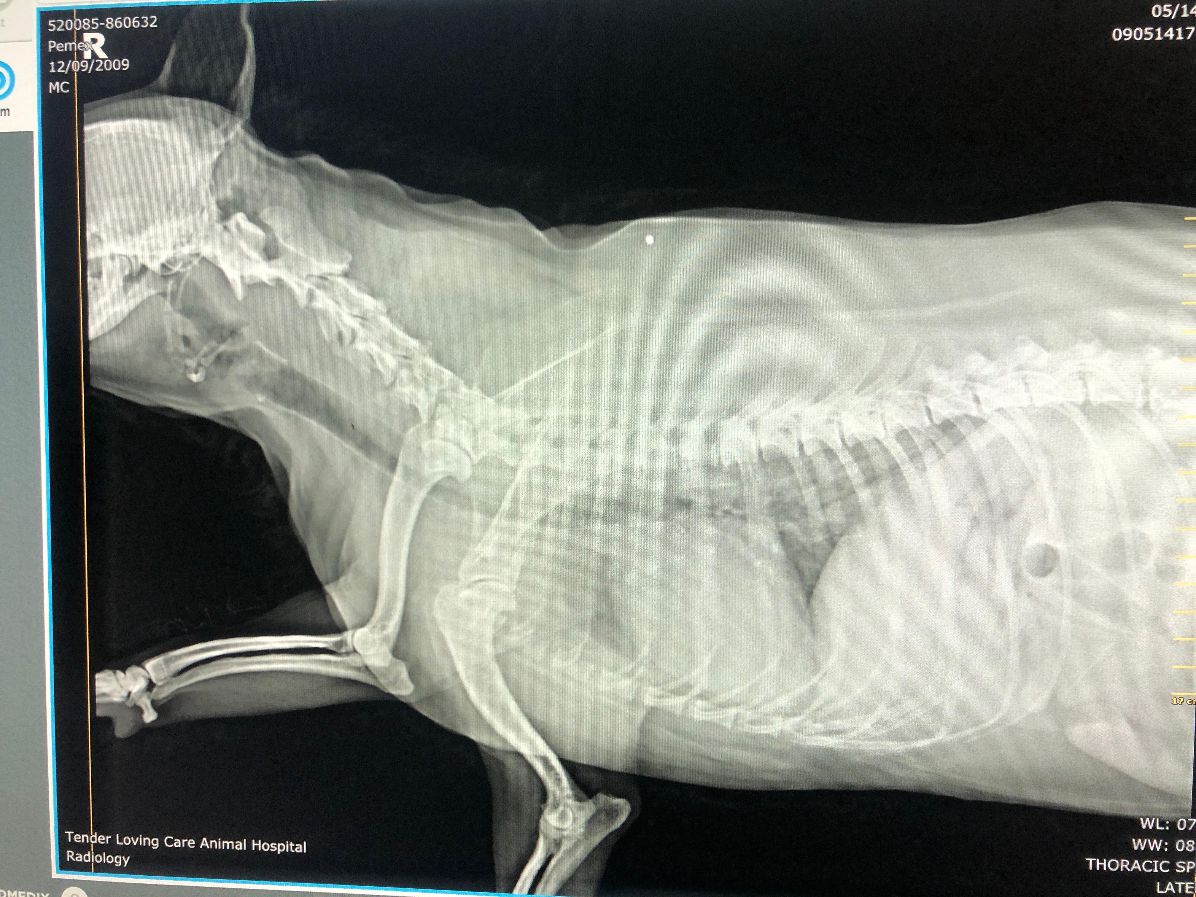 RVT here. My dog started limping so we took full body rads. Paid 600