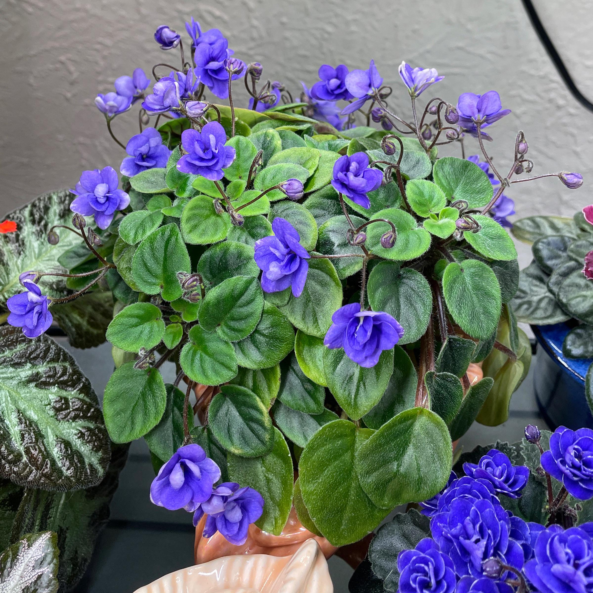 Sixth month of continuous blooms in this amazing trailing African