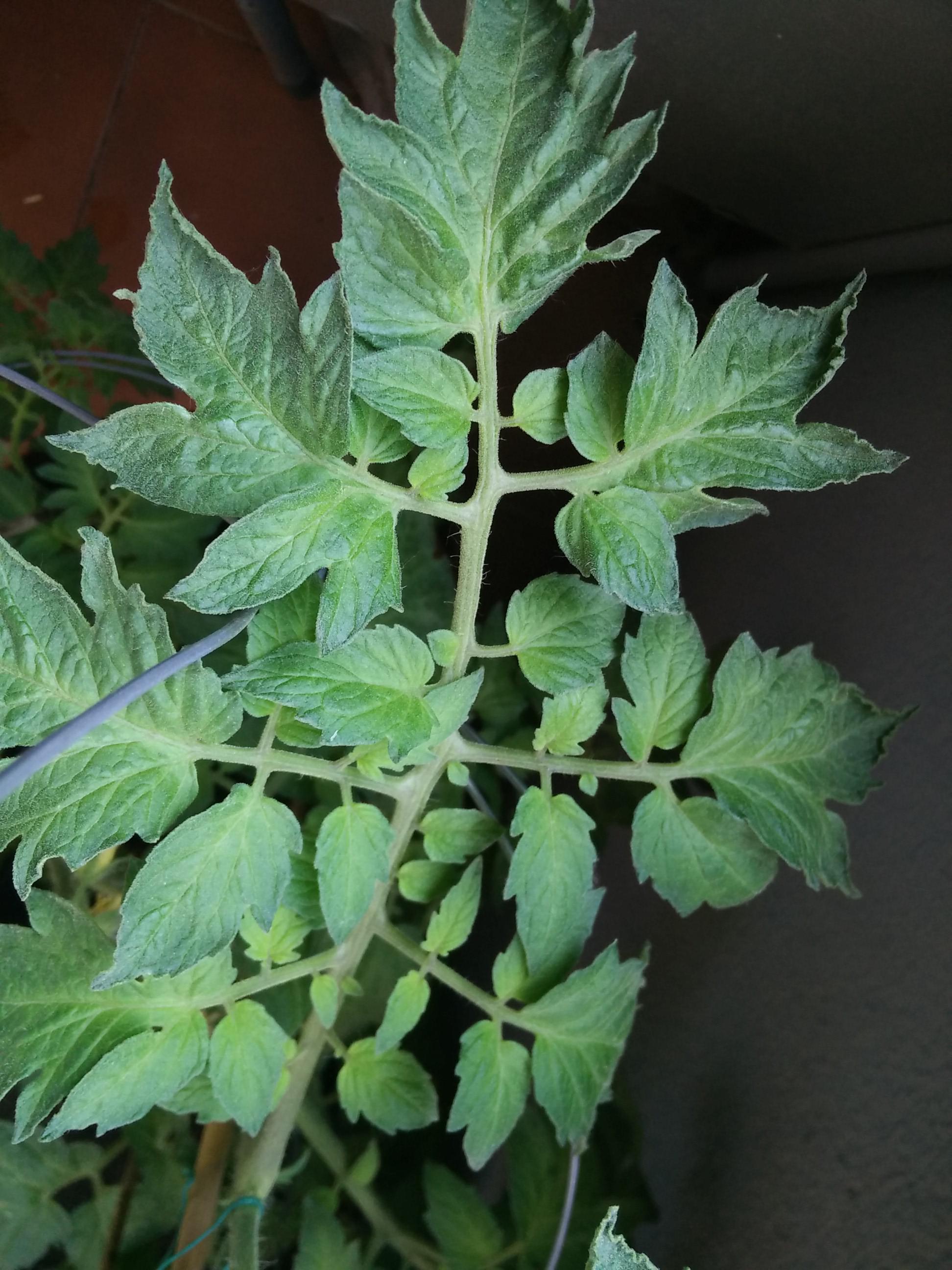 What's causing my plant to be light green in the middle and dark green