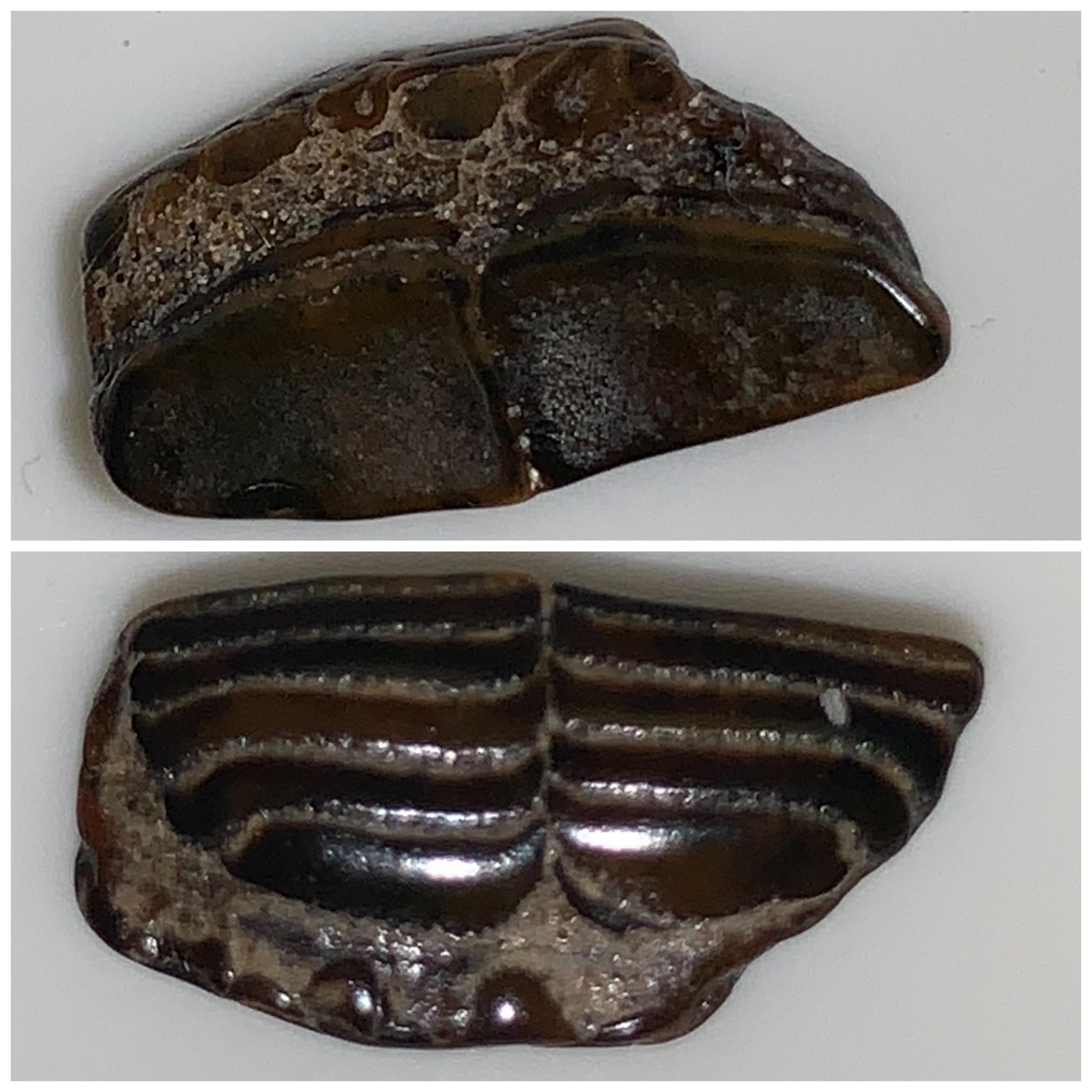 Found in Venice, FL on the beach. Any ideas on what it is? r/fossilid