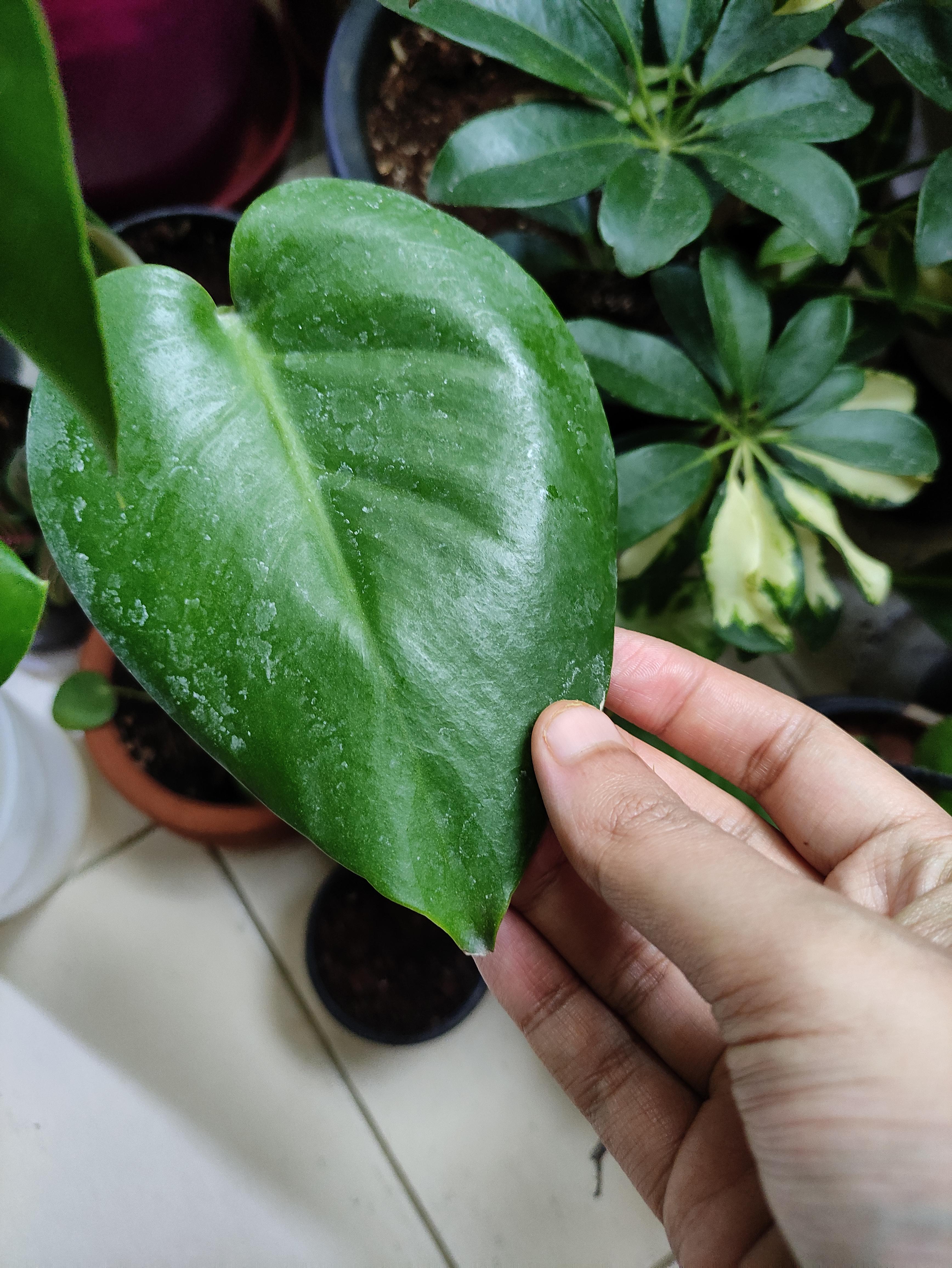 Any idea how to get rid of water stains on monstera leaves? I tried