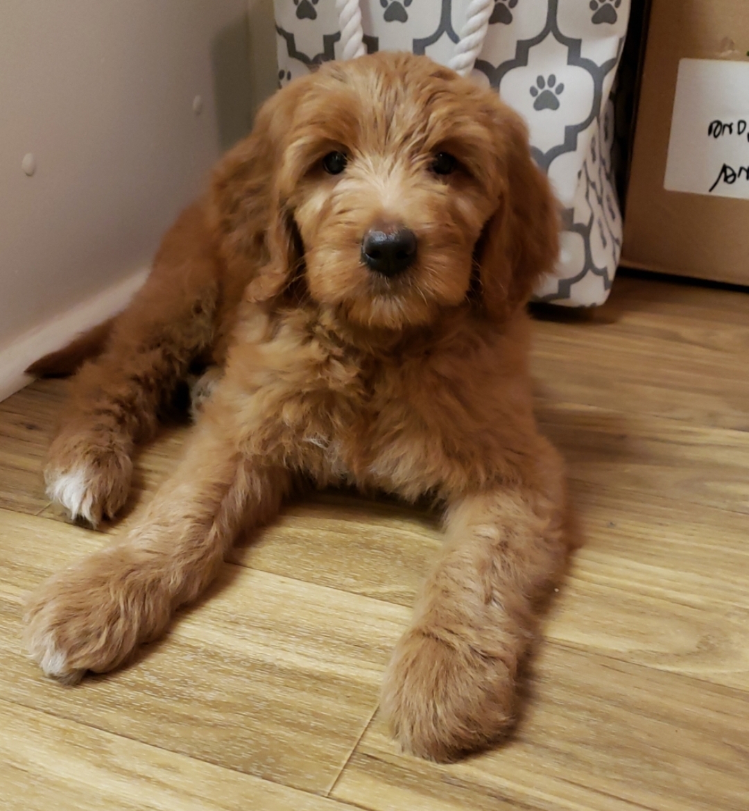 Meet Sadie! 8 weeks old, F2B. r/Goldendoodles