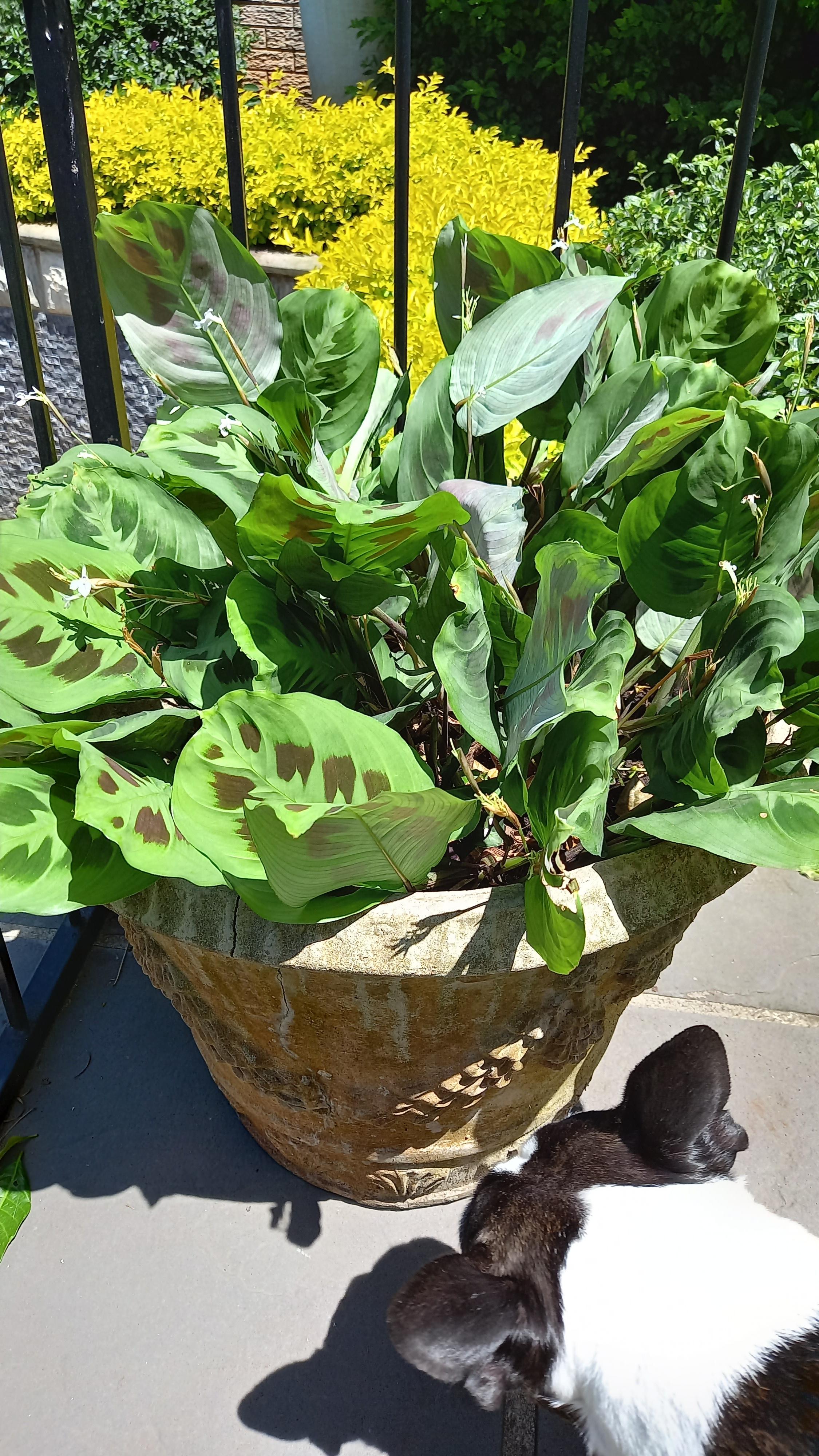 Anyone know this plant? Durban, South Africa. I want to know if I can plant these for indoors