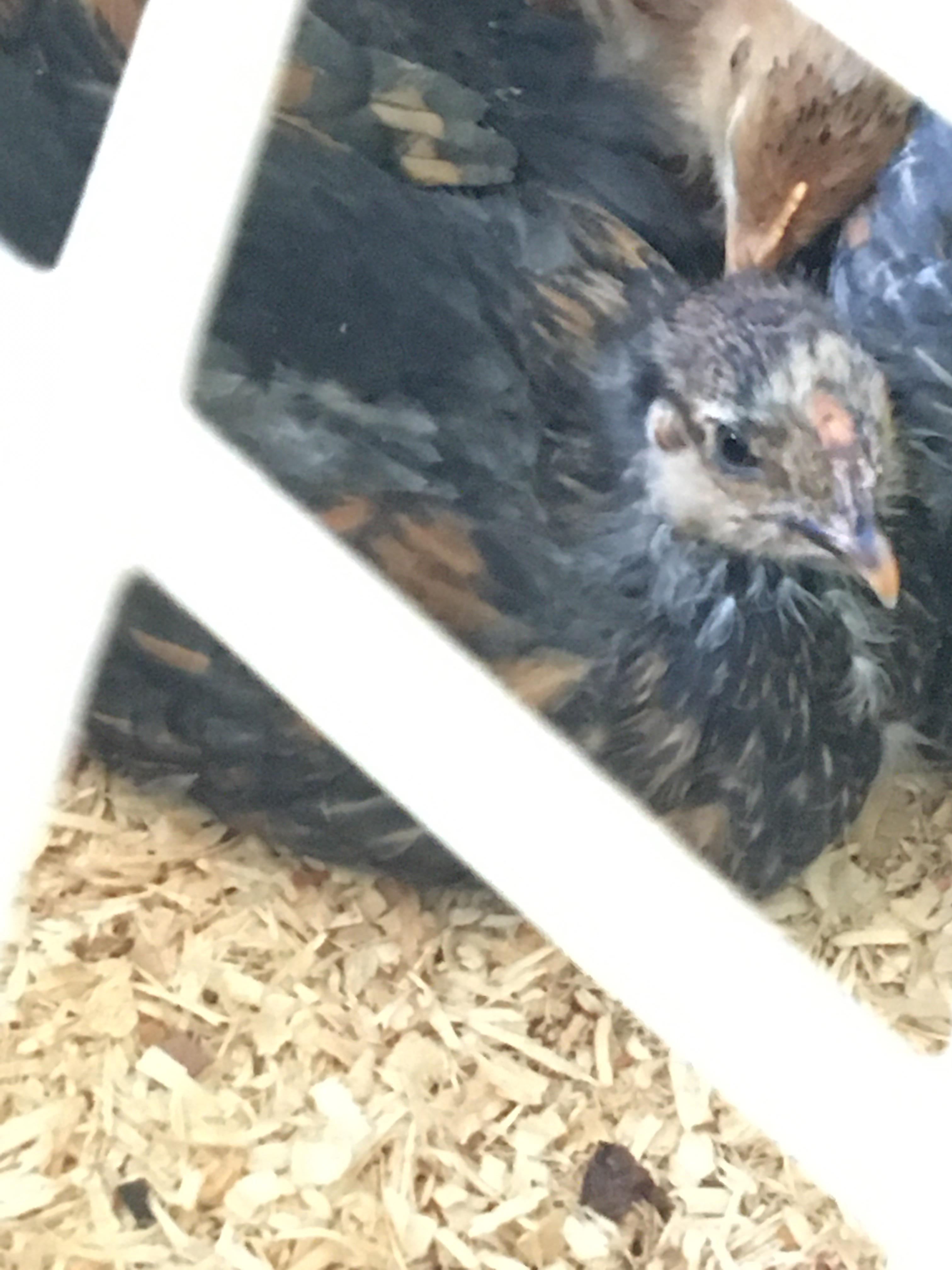 HELP! Why does my chicken have this bald spot? r/BackYardChickens