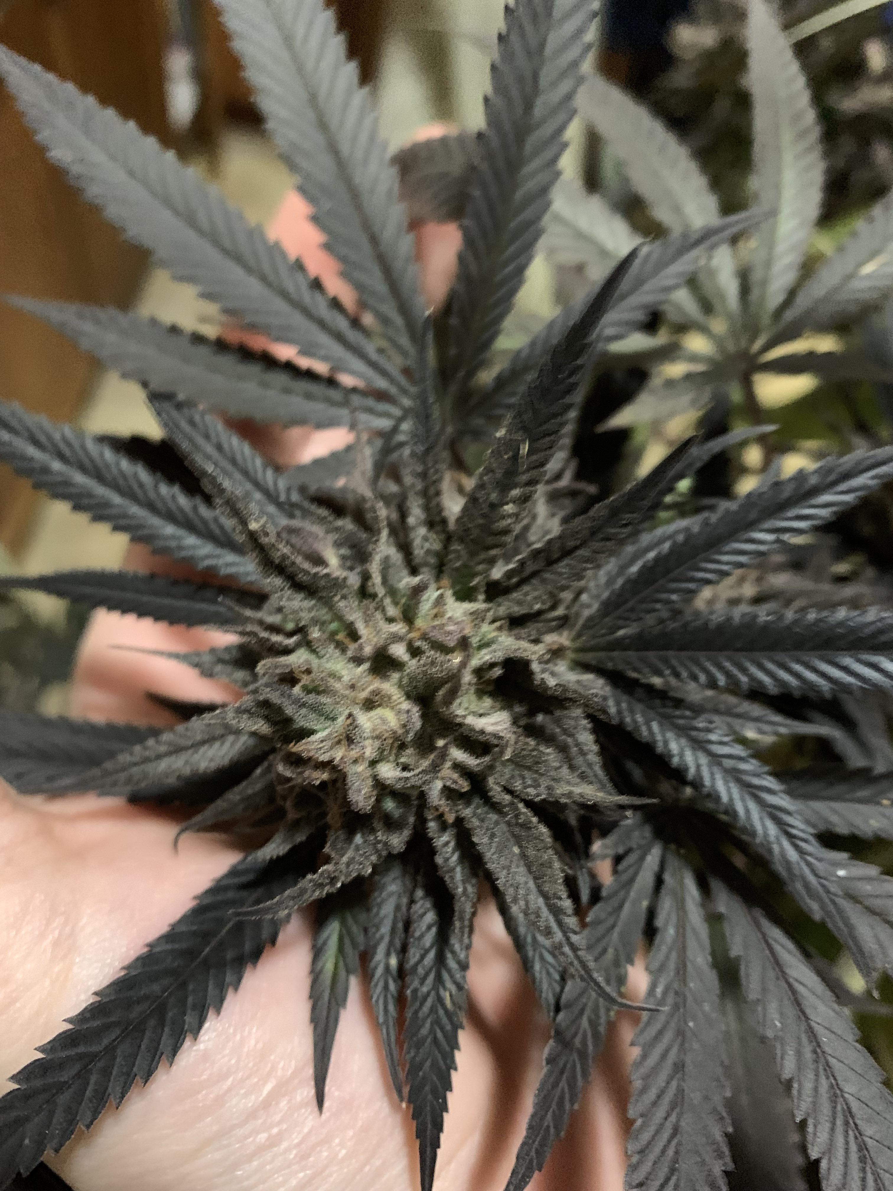 Weed leaves turned black from growing up with Aurora Peppers. r/mildlyinteresting