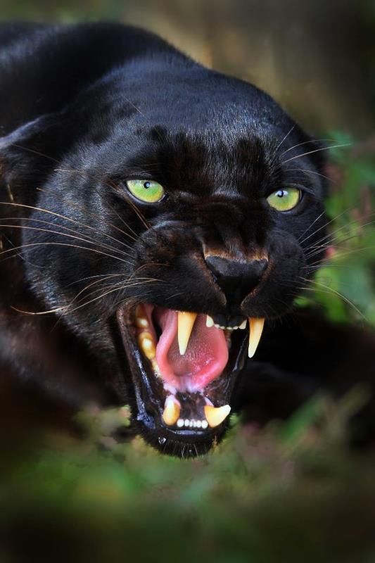 Black Panther with beautiful eyes. r/natureismetal