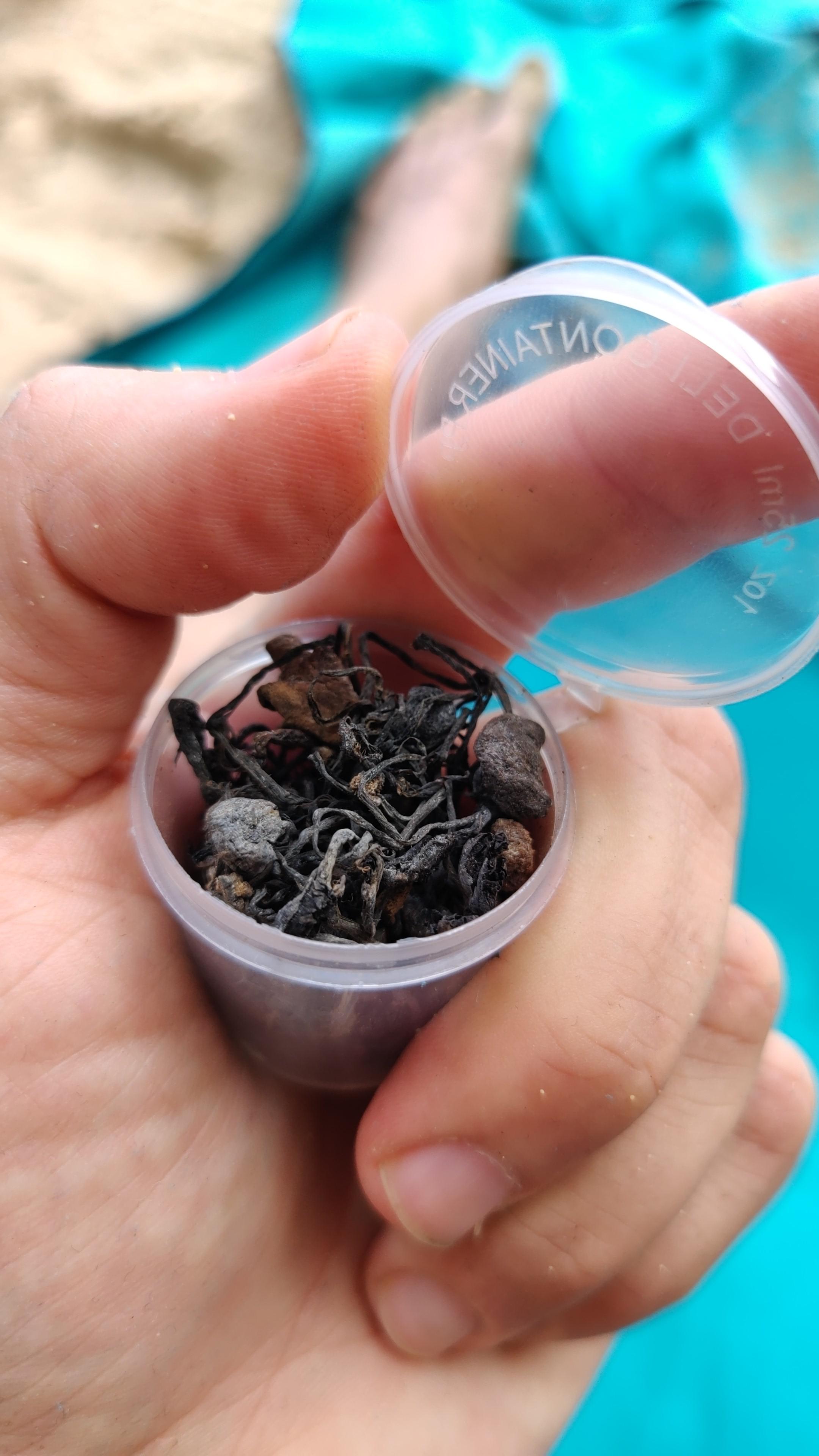 Jamaica mushroom Panaeolus cyanescens r/shrooms