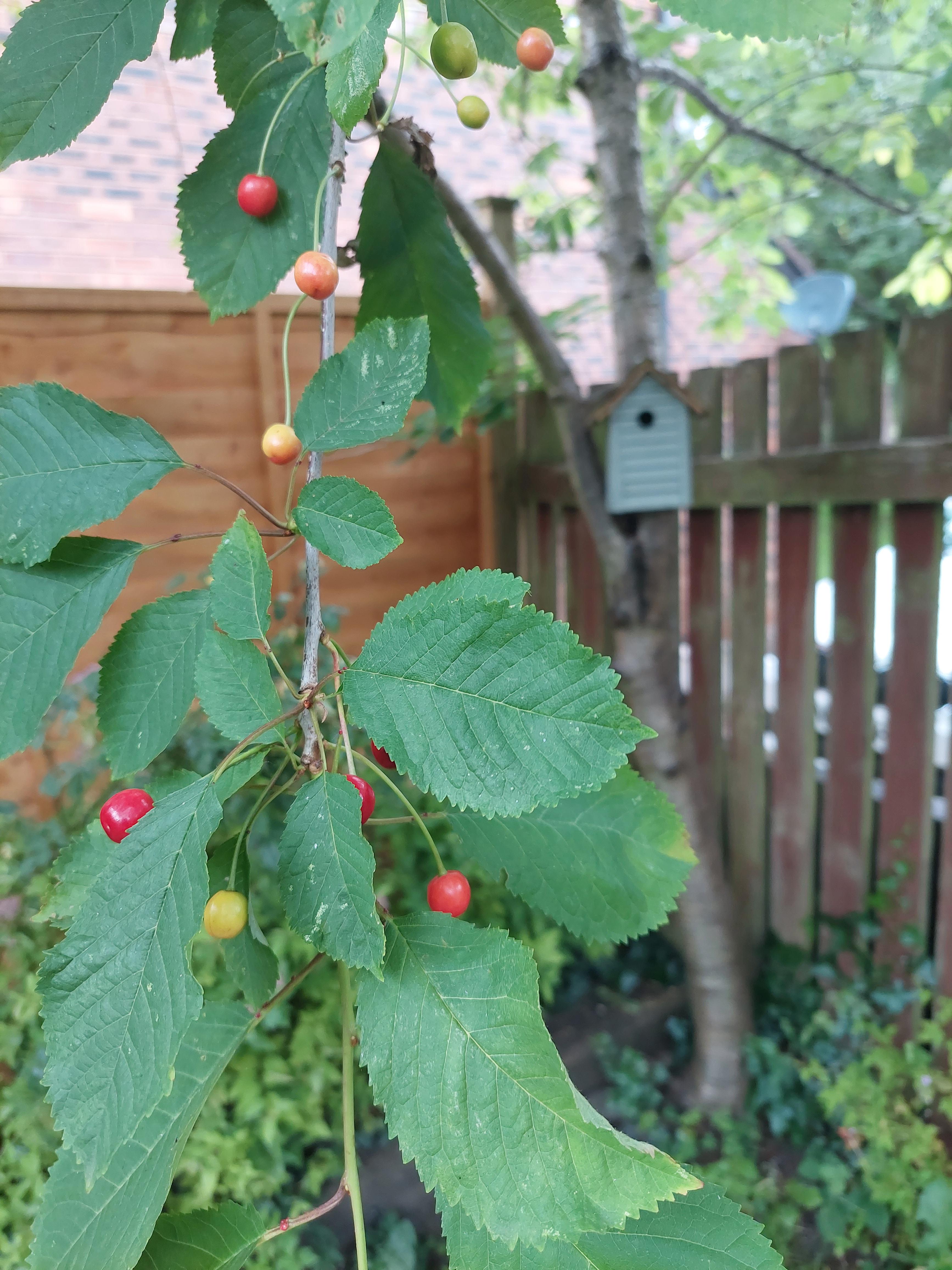 Are these cherries safe to eat? They are a little sour, 3 are growing