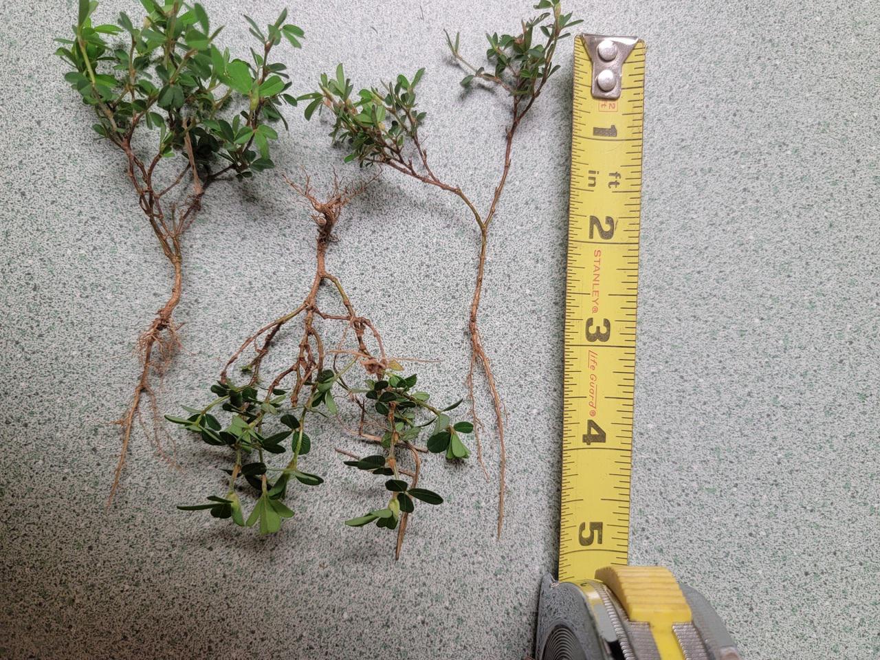 Something looks like white paint on the grass in several areas Lawncarewithpics