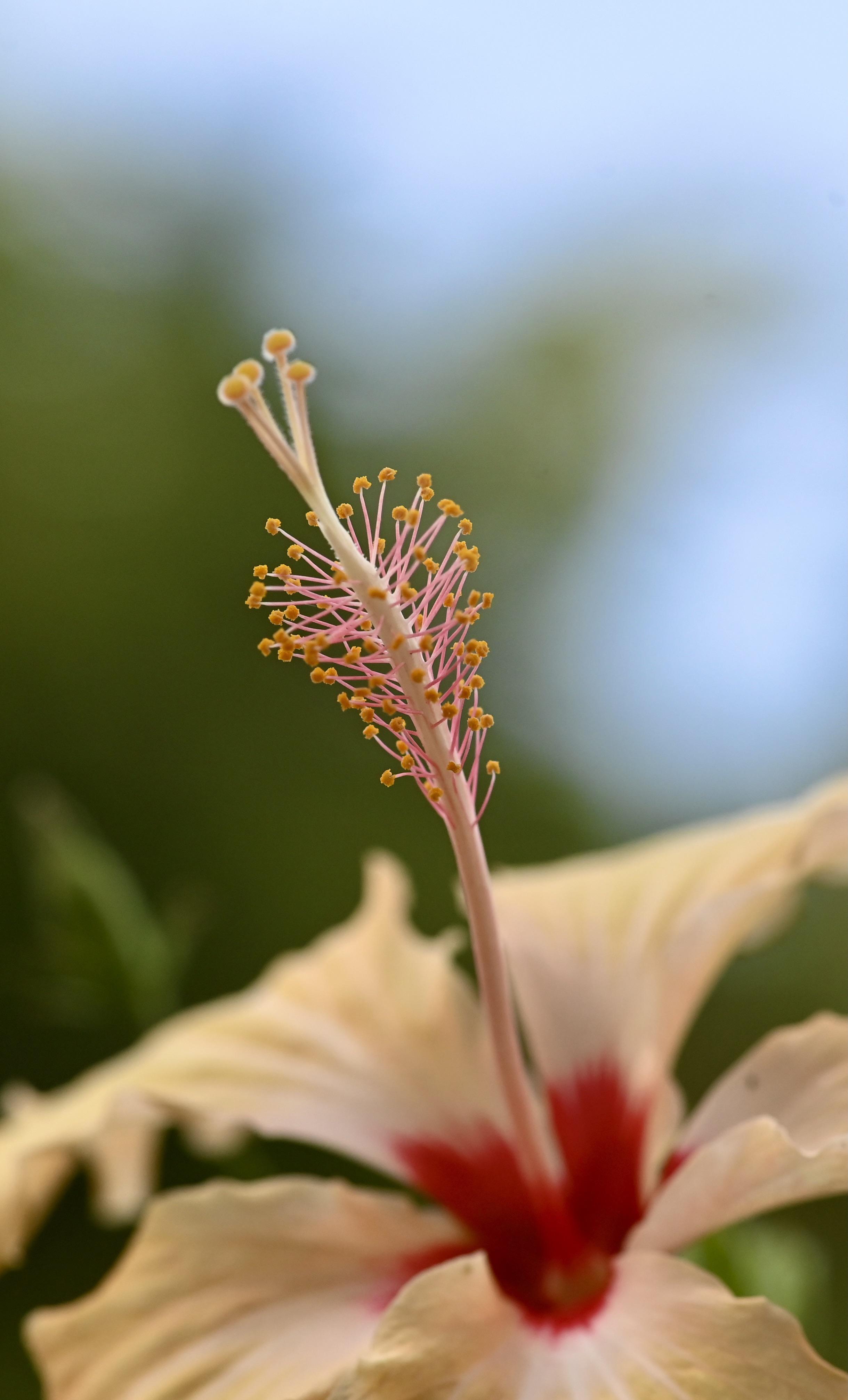 Flower in my garden r/MacroPorn