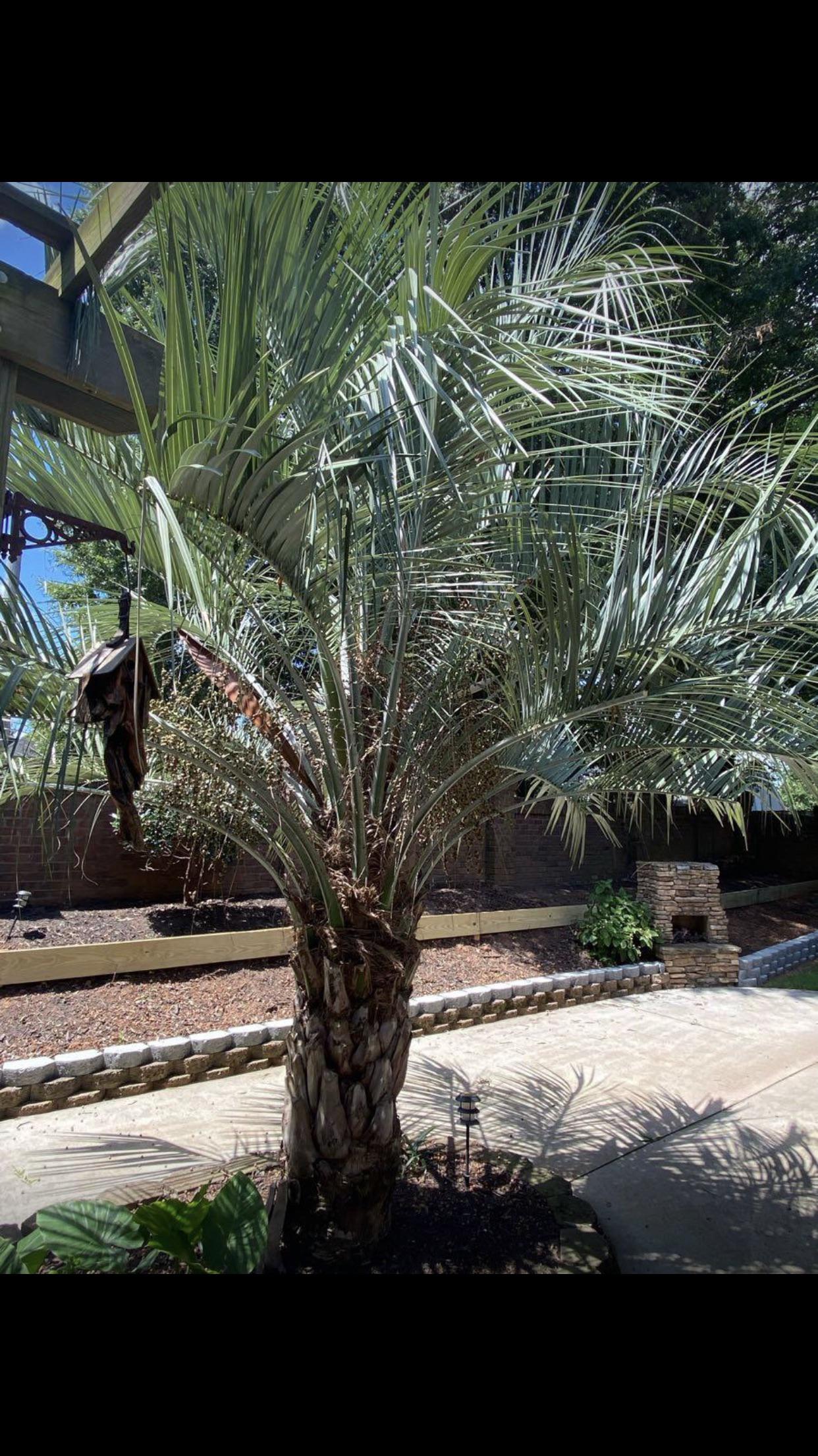 Does anyone know what kind of palm tree this is? Toxic to dogs? r