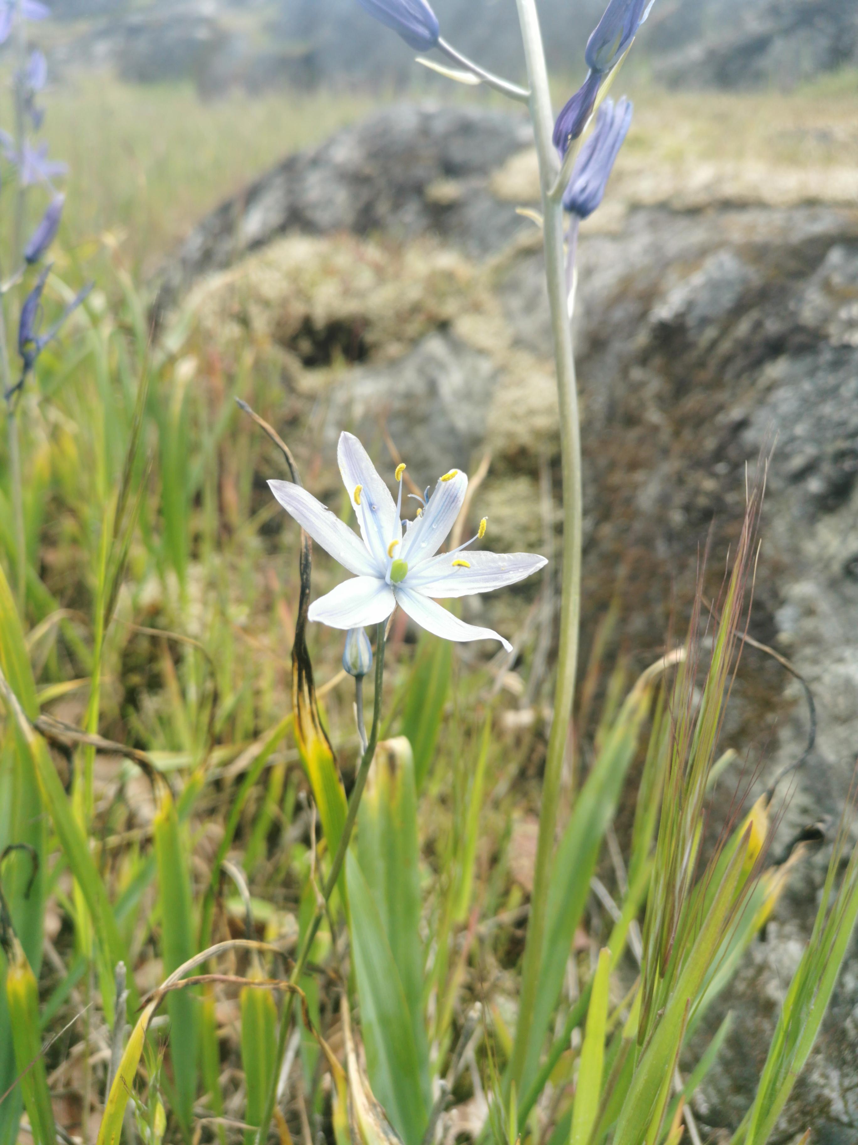 118 best Silent Princess images on Pholder Breath Of The Wild, Zelda