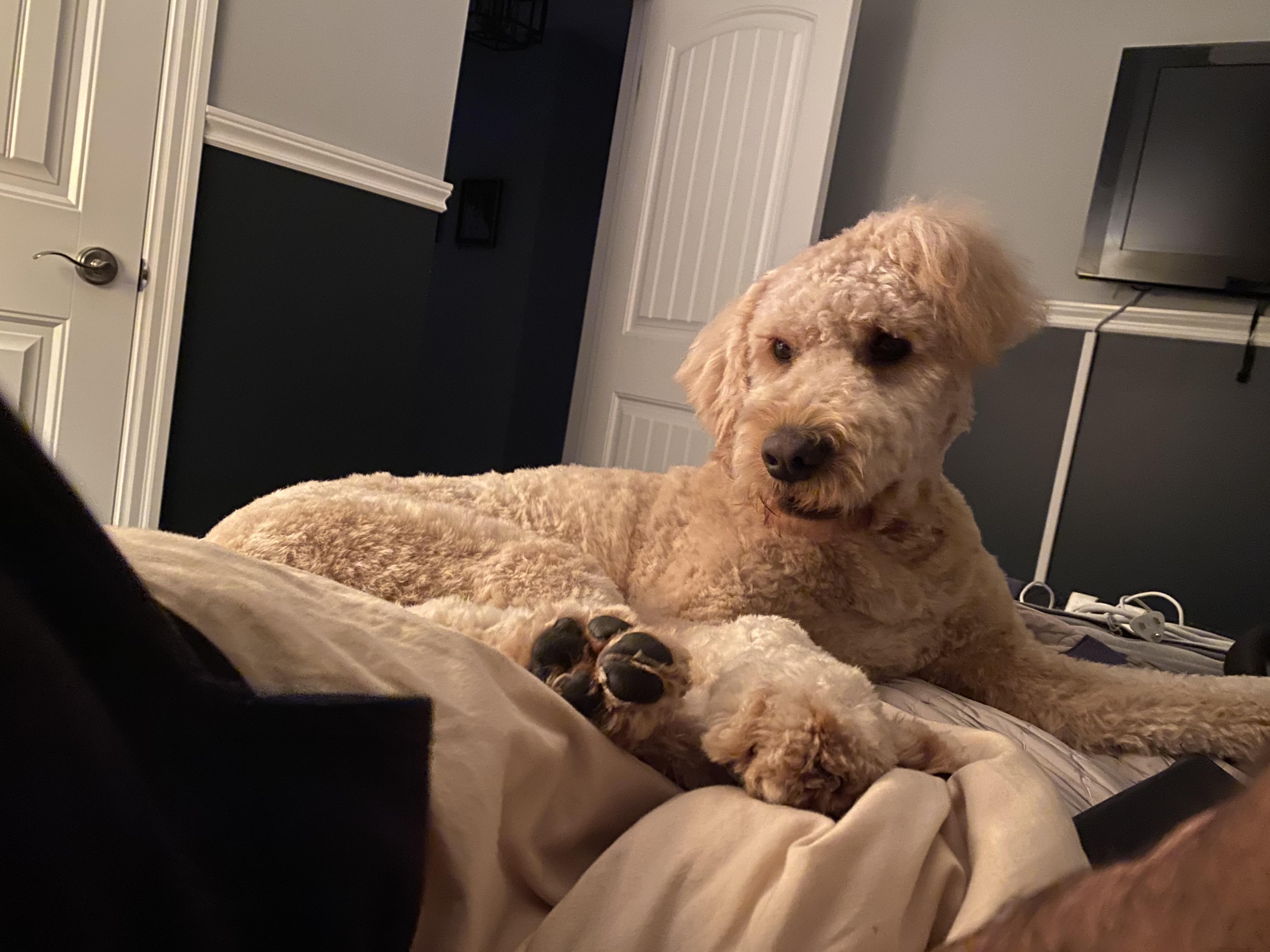 Hi Reddit. My name is Cooper I’m a 1 year old Goldendoodle. Today I ran