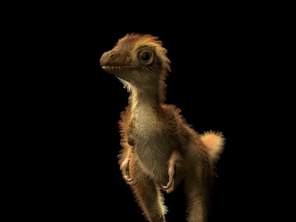 What a baby T. rex might have looked like. interestingasfuck