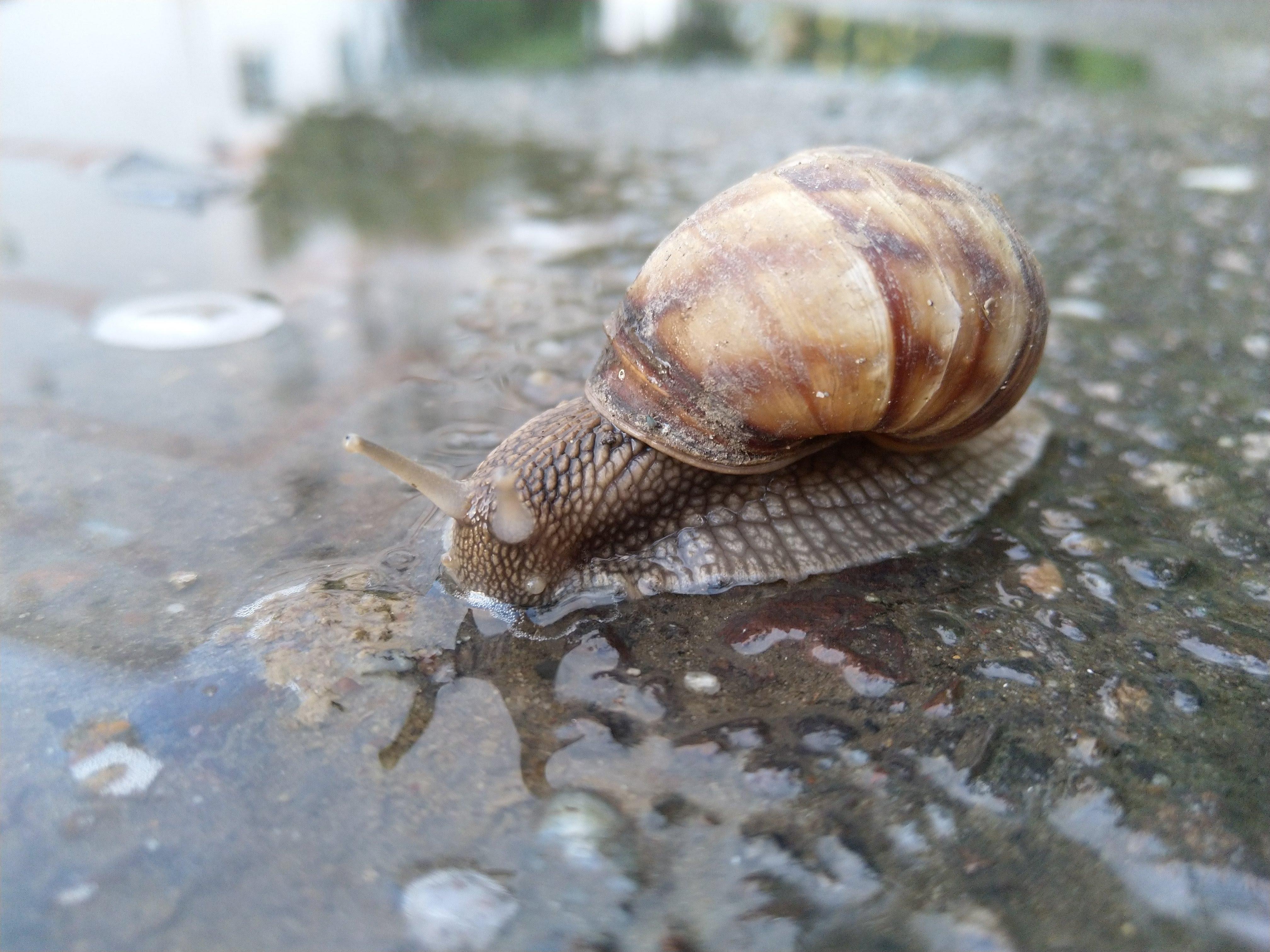 Snail drinking water from a puddle r/pics