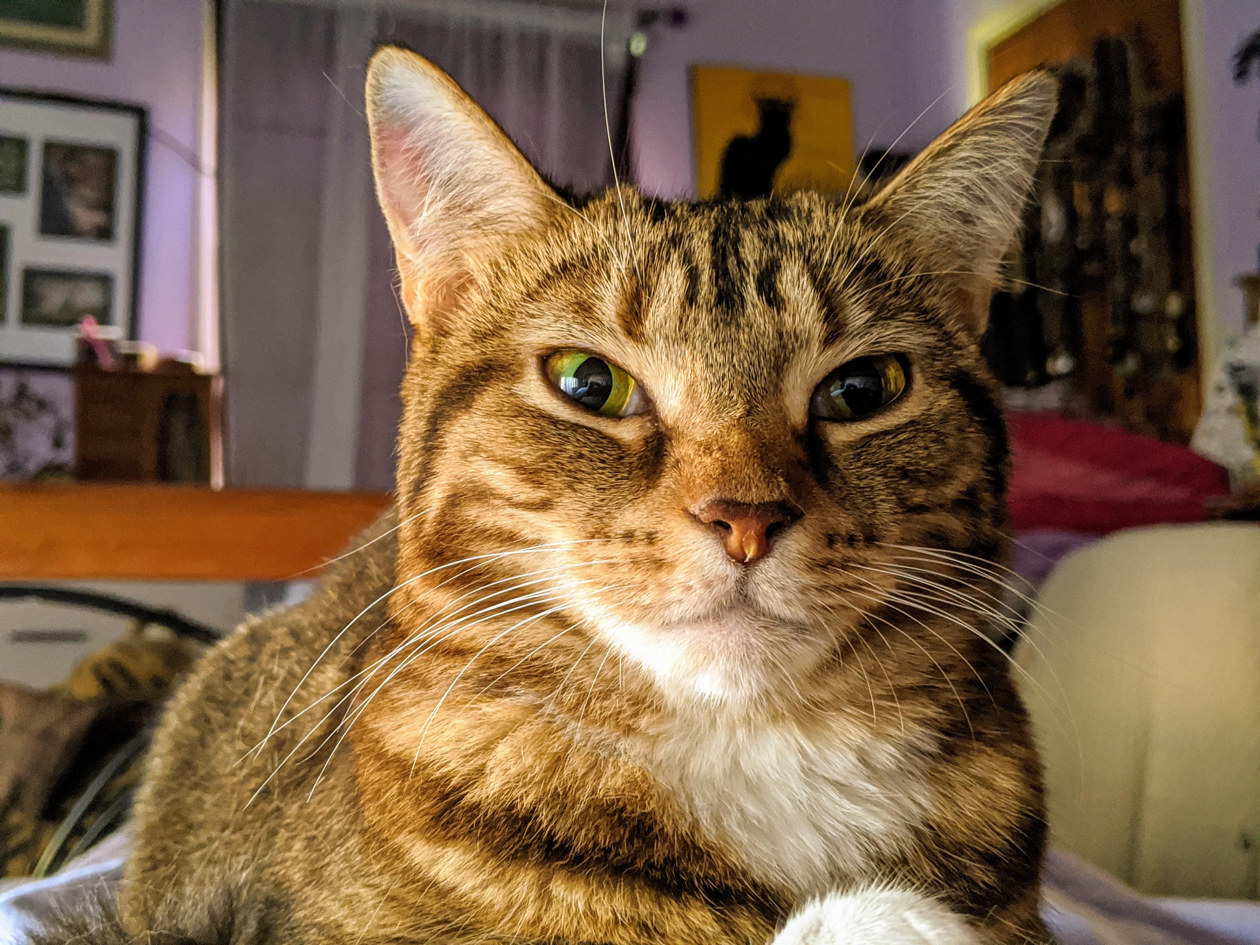 Furry Alarm Clock r/cats