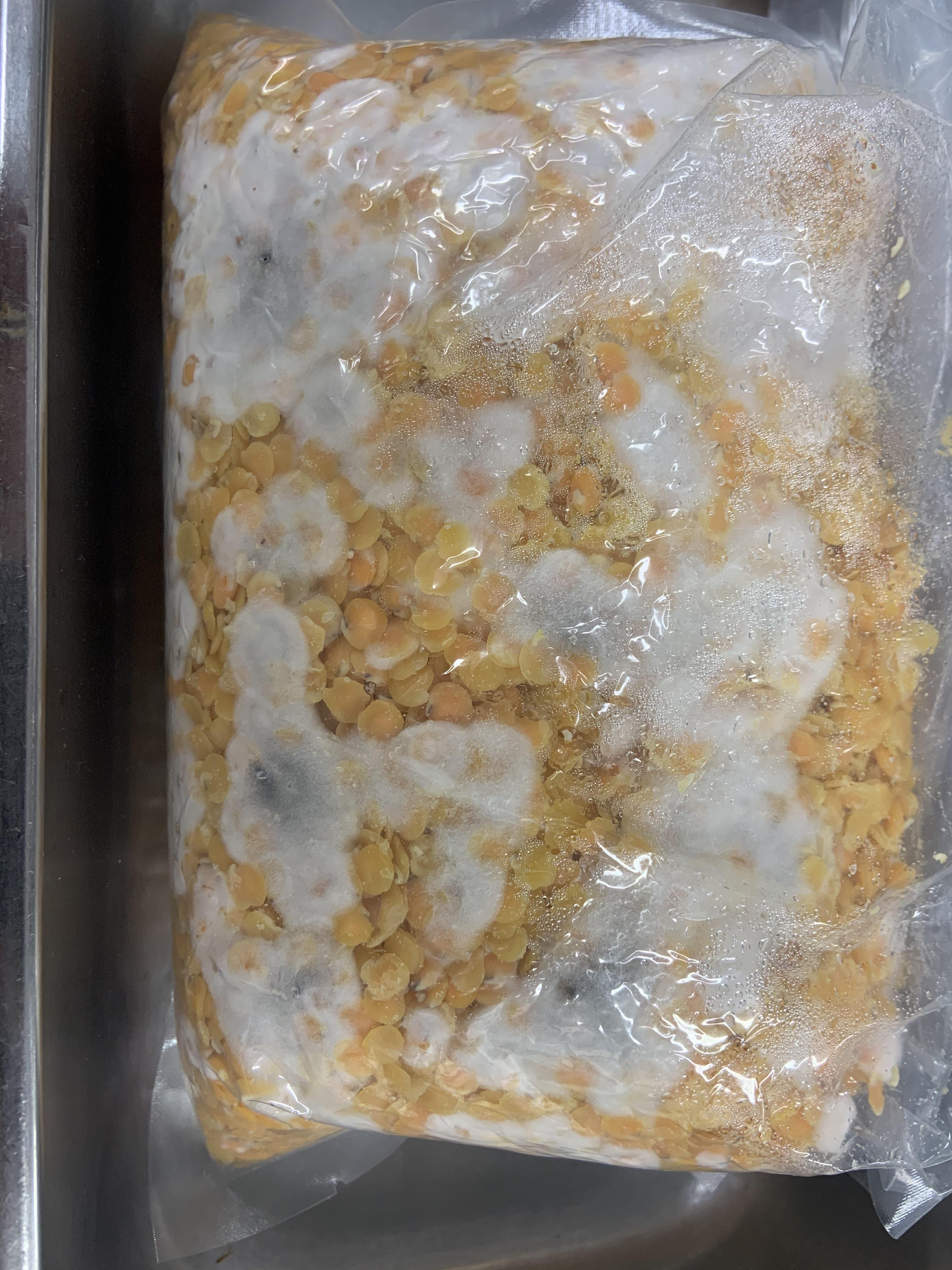 Got a free tempeh starter kit and had some lentils I wasn’t using. Does