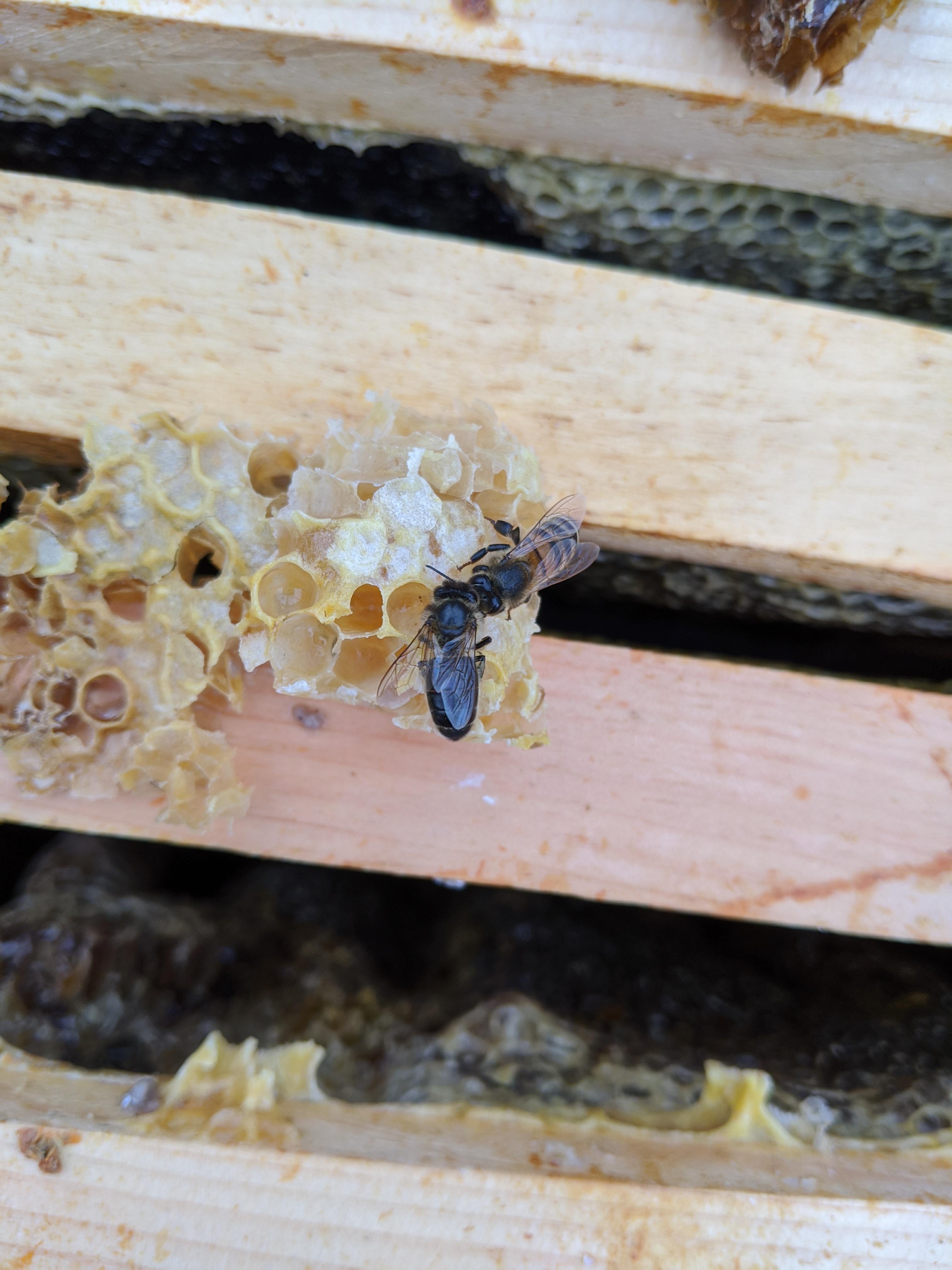 Black honey bees r/Beekeeping