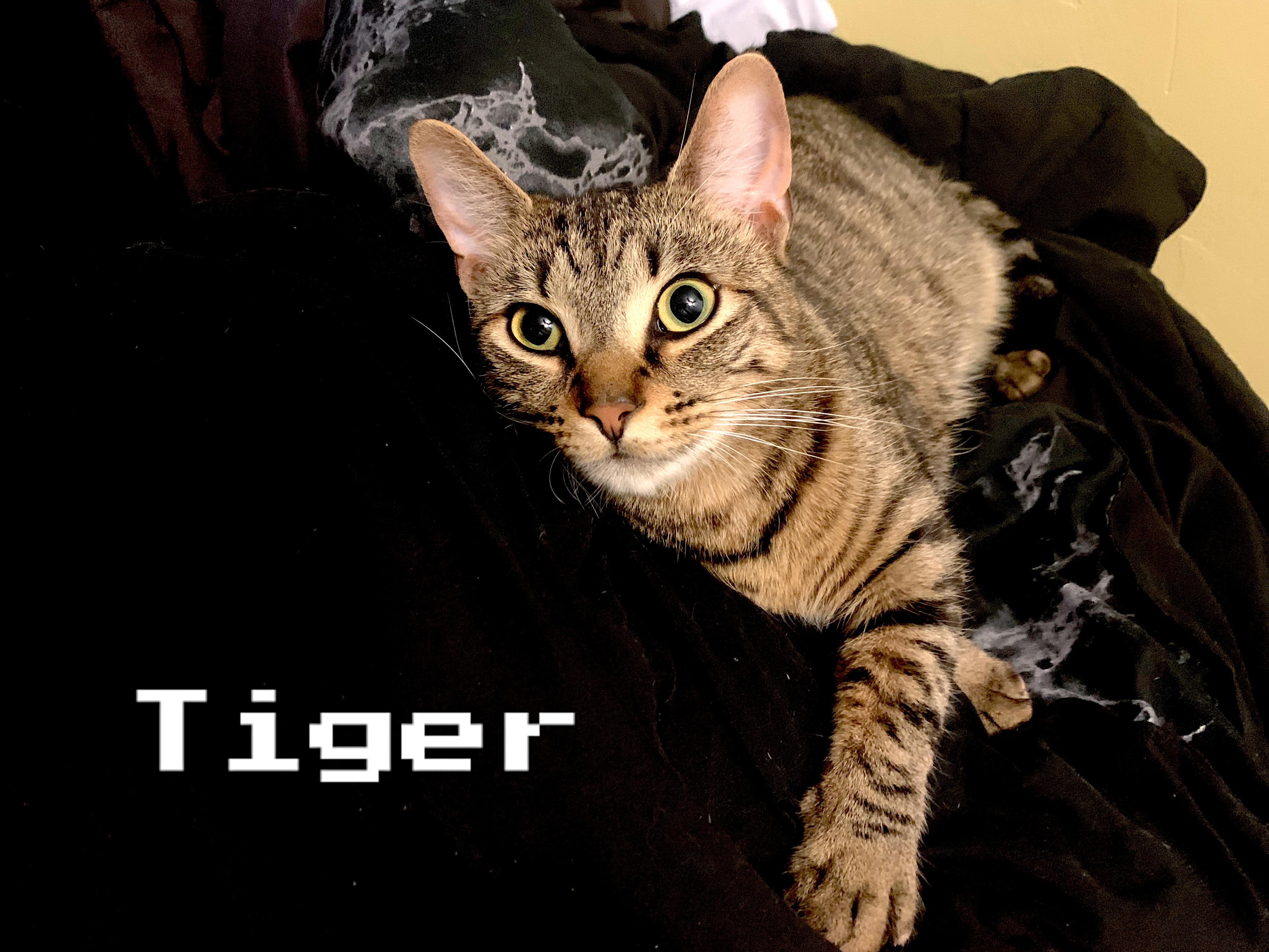 My cat taking over my bed r/cats