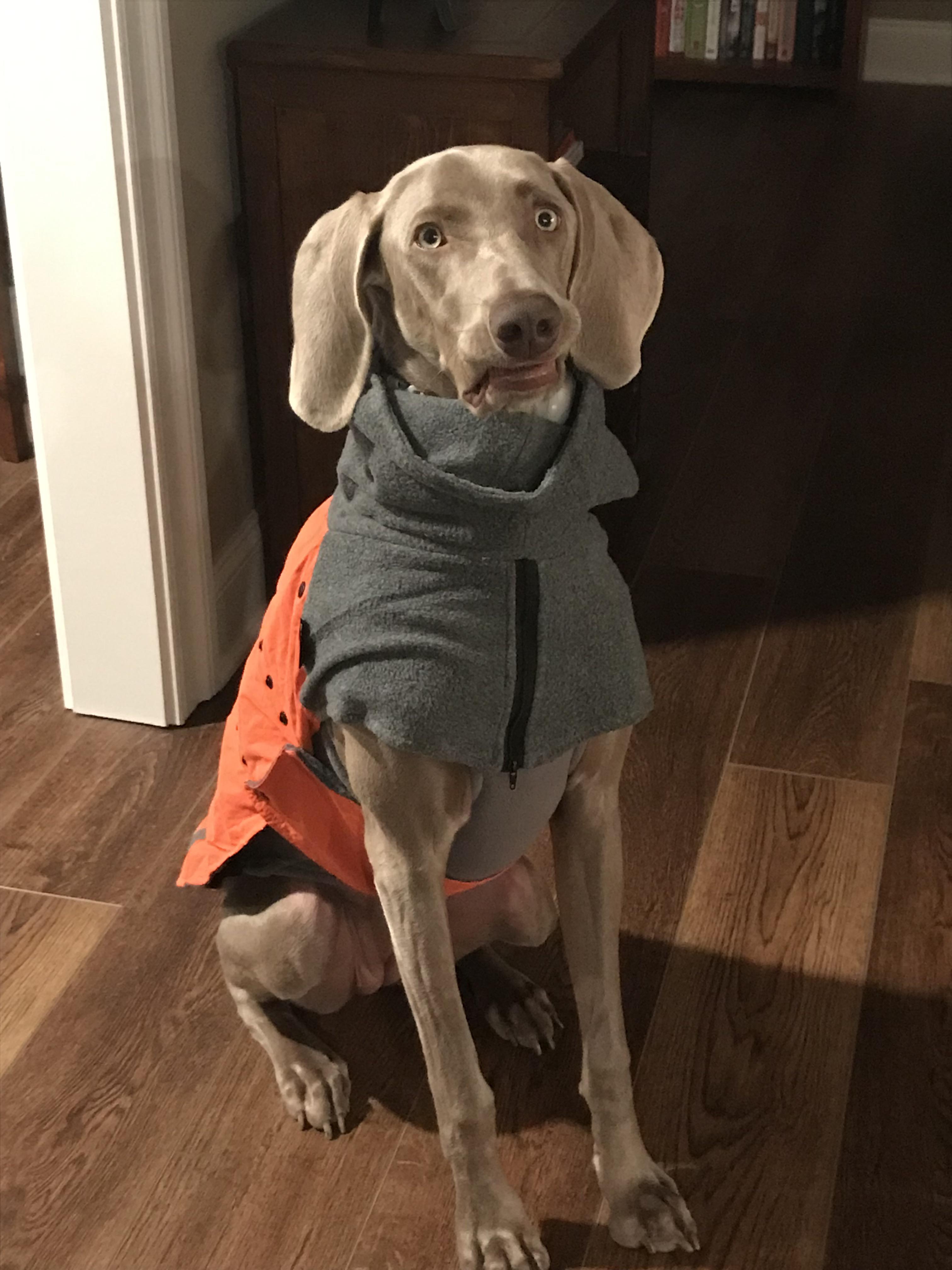 Derpy winter coat tryons r/weimaraner