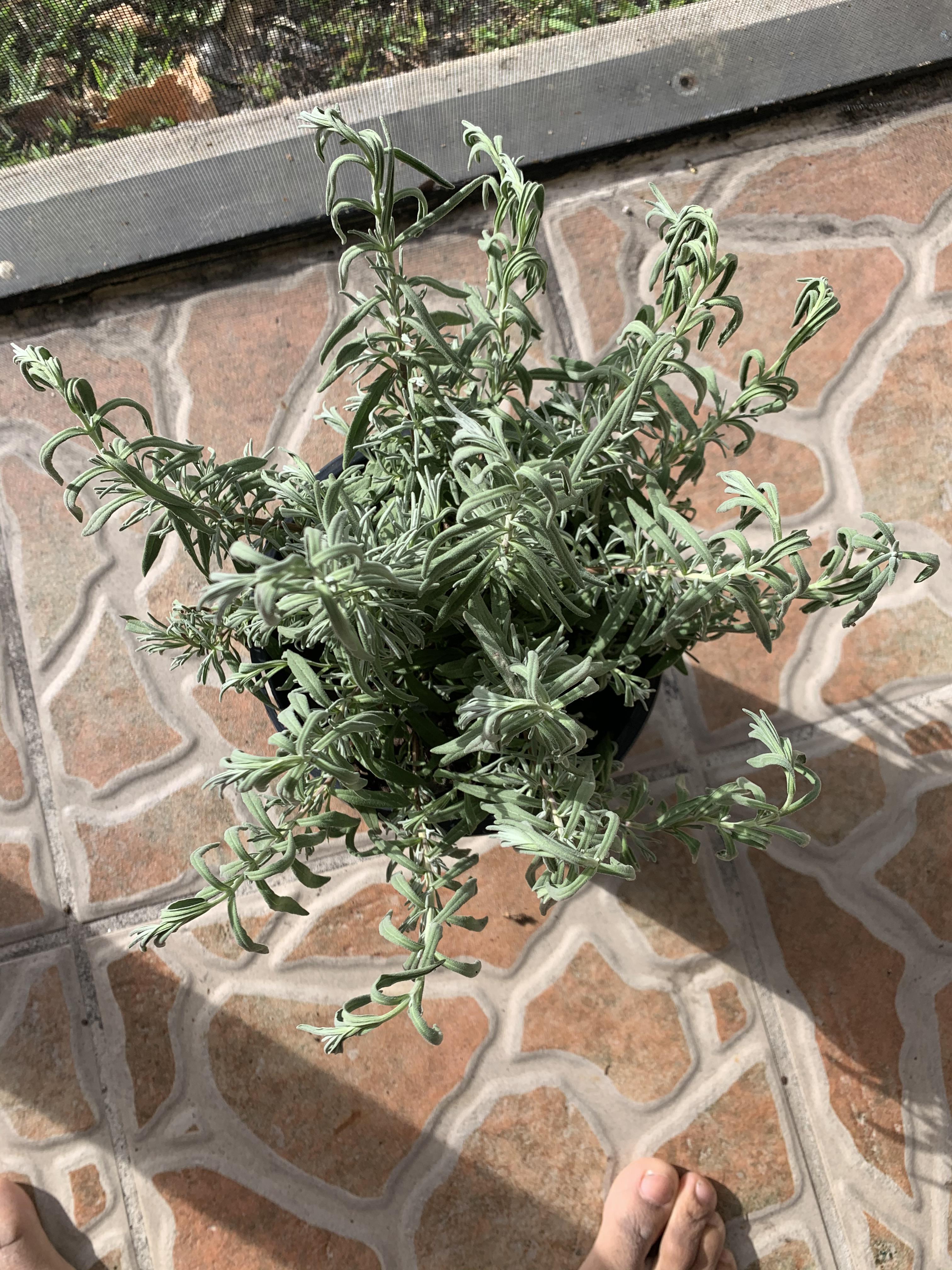 Lavender plant looking a bit droopy. Please help. r/plantclinic