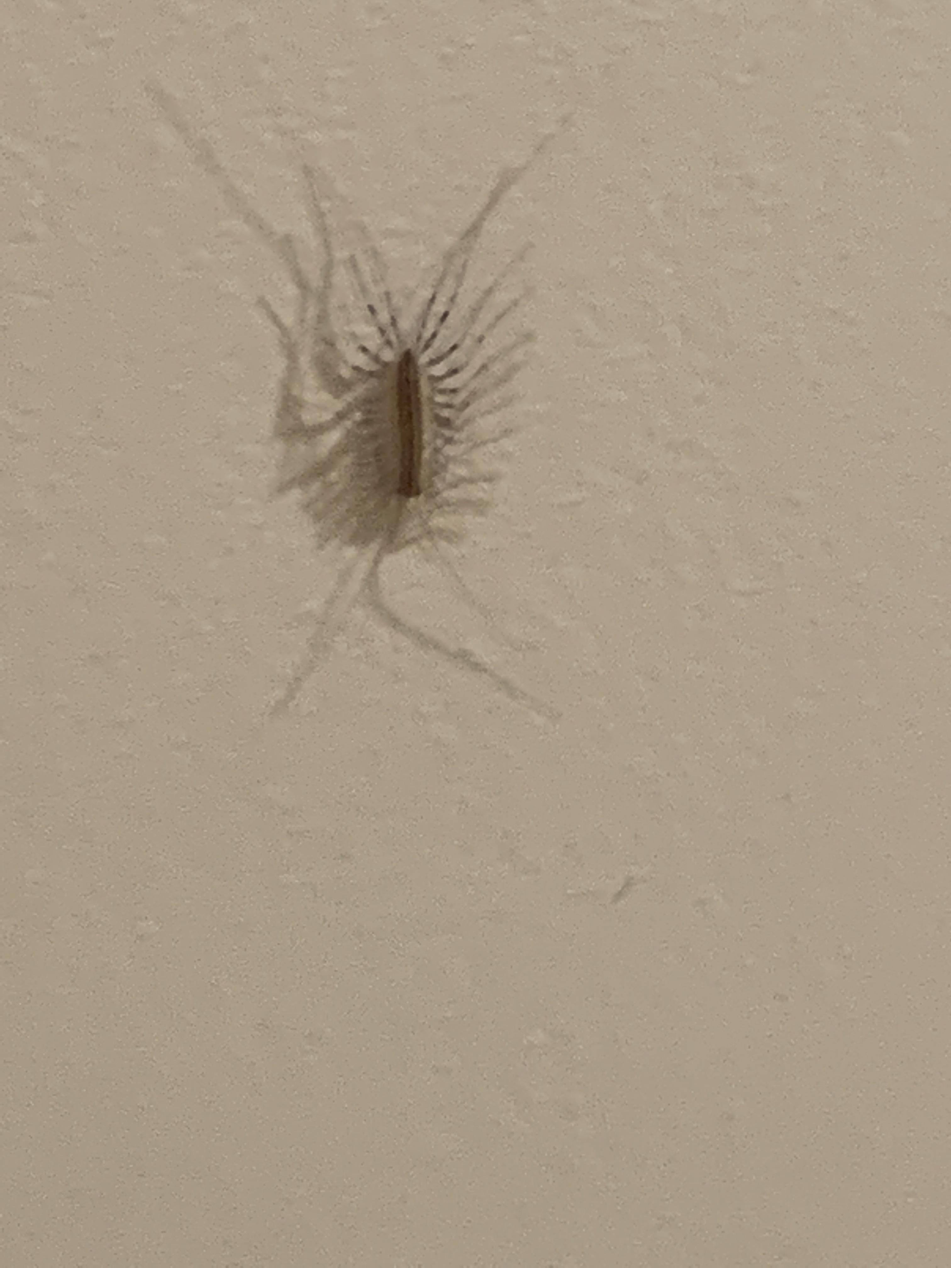 House Centipede? : r/exterminators