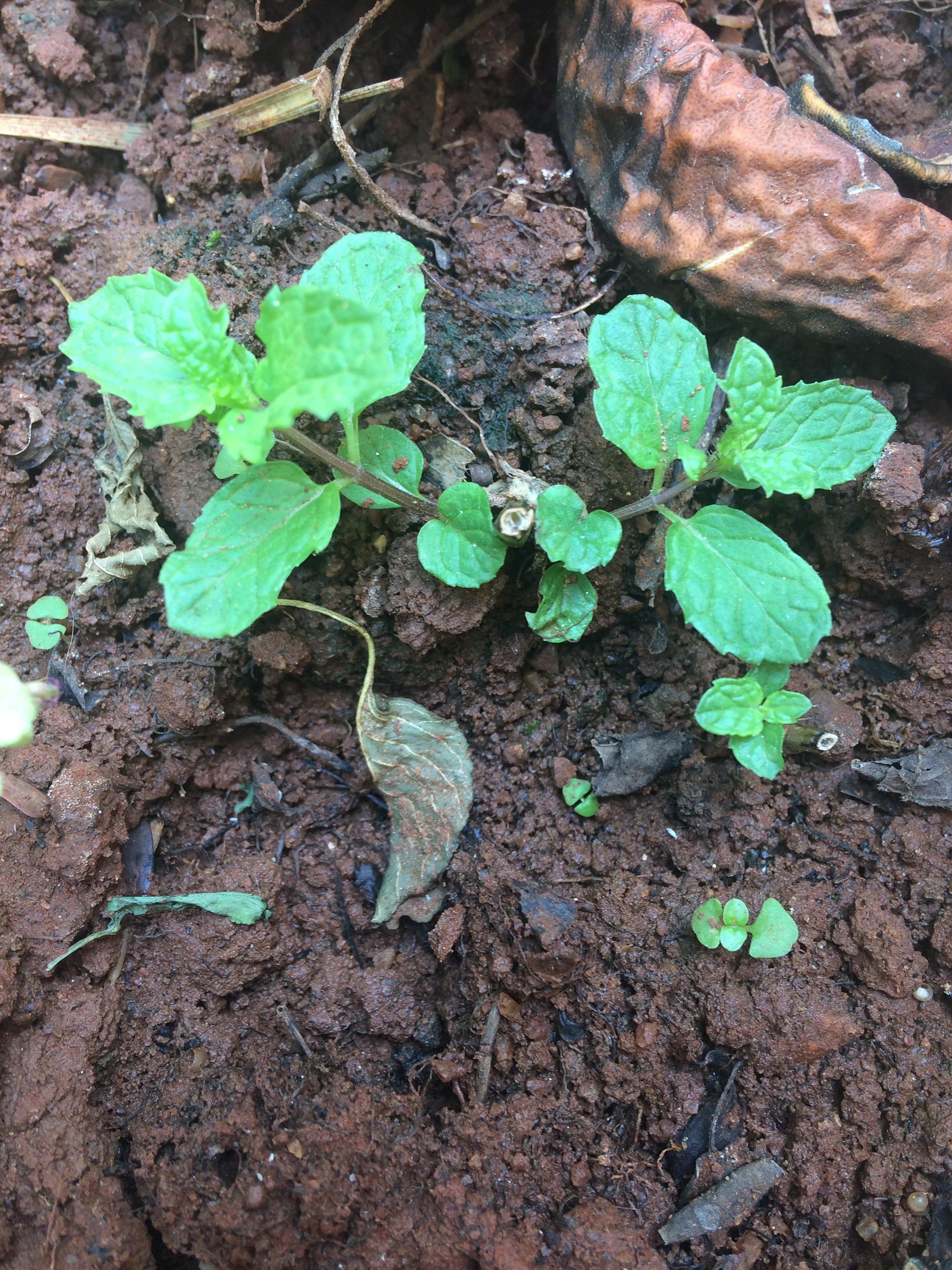 Planted some mint plants when I found some with roots and I was