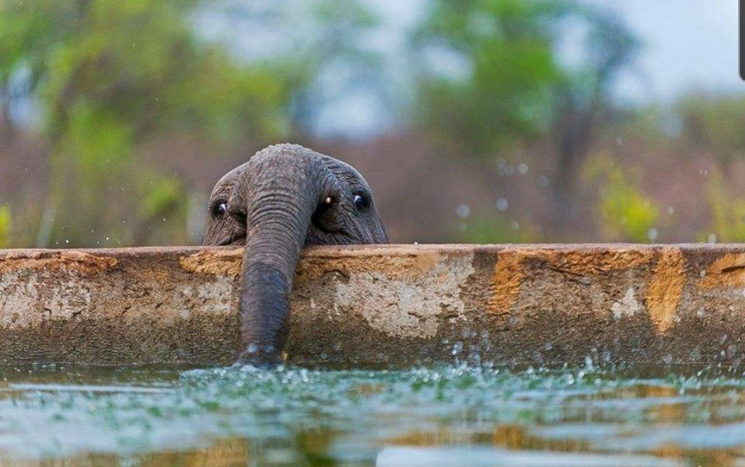 Baby elephant blowing bubbles. r/Eyebleach