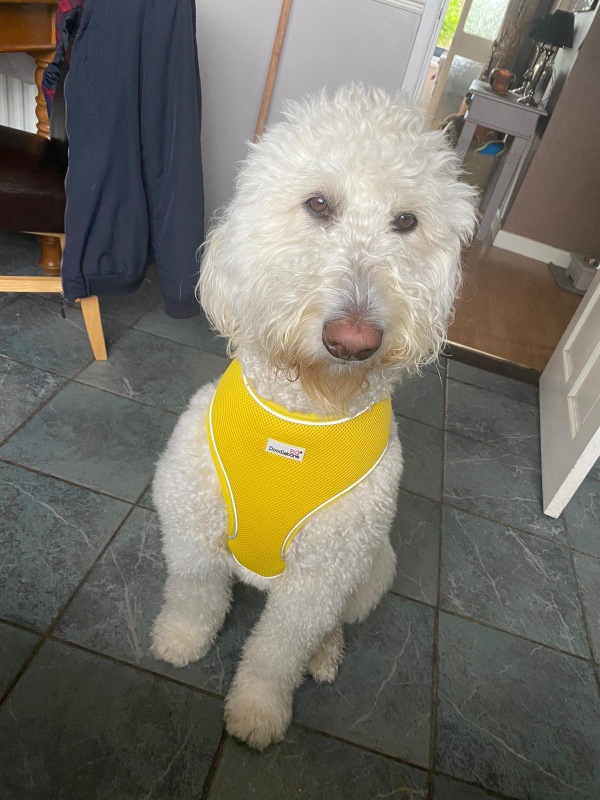 insurance r/Goldendoodles