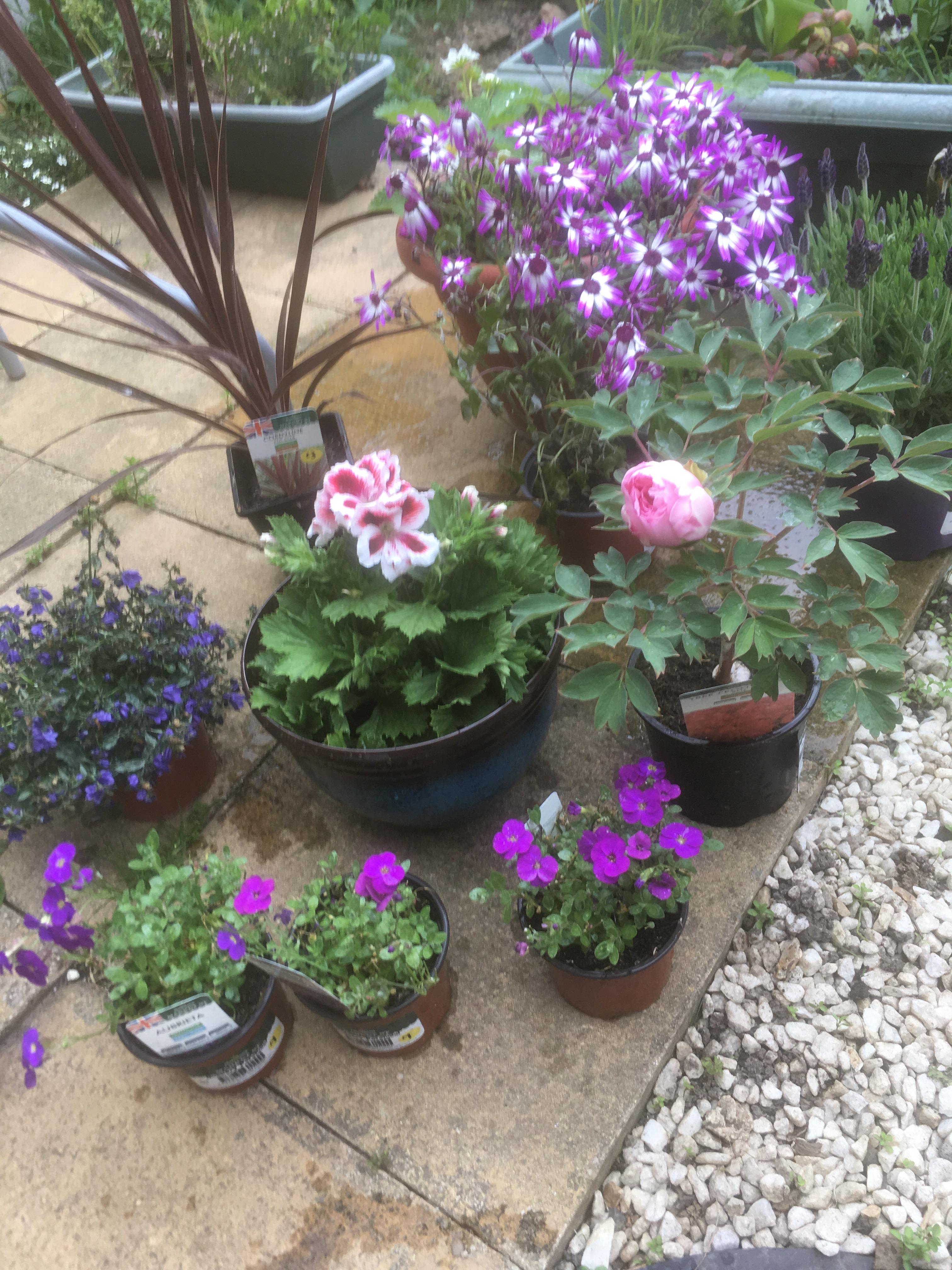 Gardening tip make sure you have adequate space or pots for your